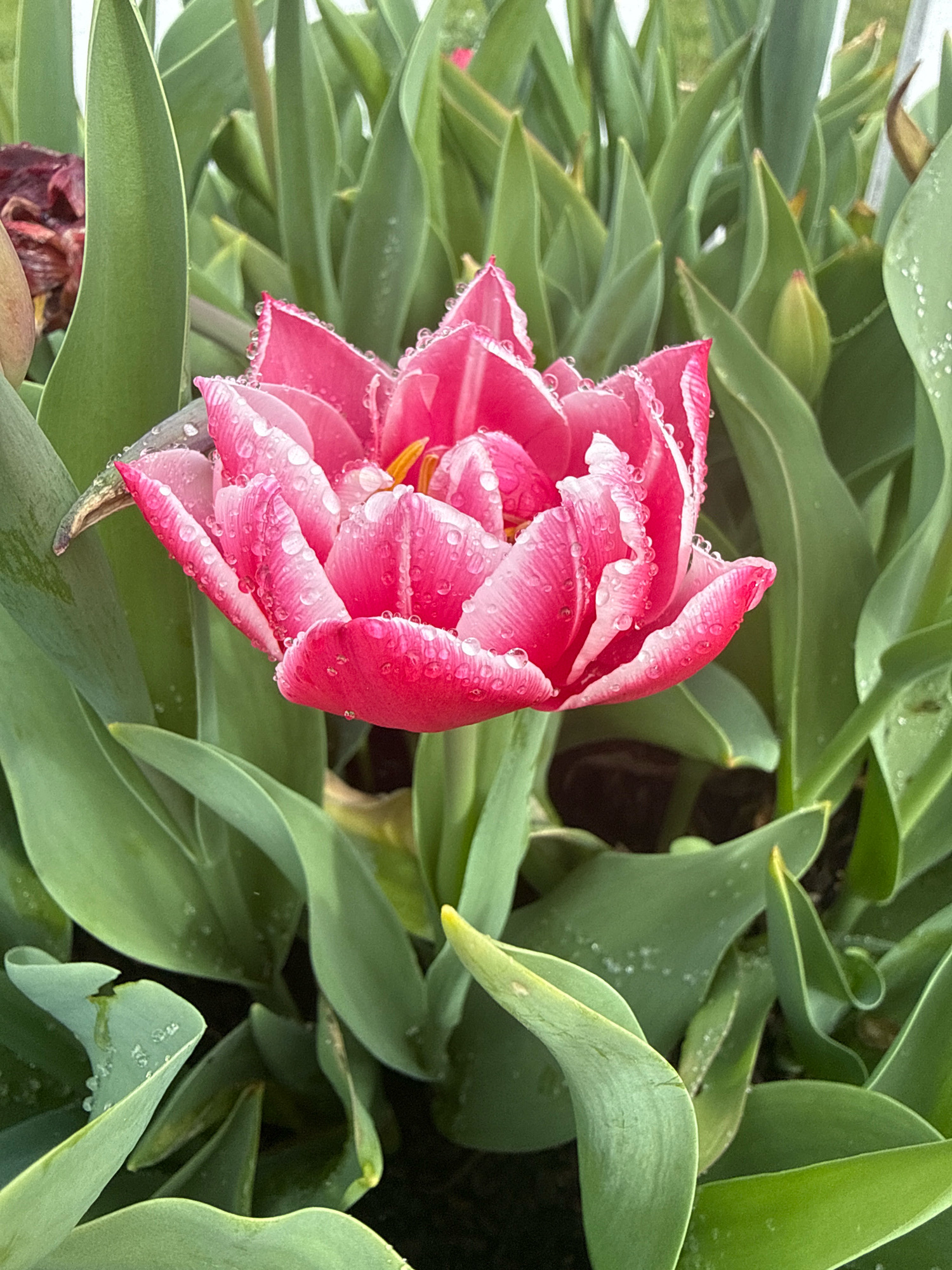 A close-up, eye-level, vertical shot focuses on a vibrant pink tulip, adorned with numerous glistening water droplets, as it blooms amidst lush green foliage. The tulip's petals, some delicately fringed with white, overlap to form a complex, layered blossom. The surrounding leaves, a deep green, are also speckled with water droplets, suggesting a recent rain or dew. The background is softly blurred, maintaining the focus on the central flower and its immediate leafy environment. The overall impression is one of freshness and natural beauty.