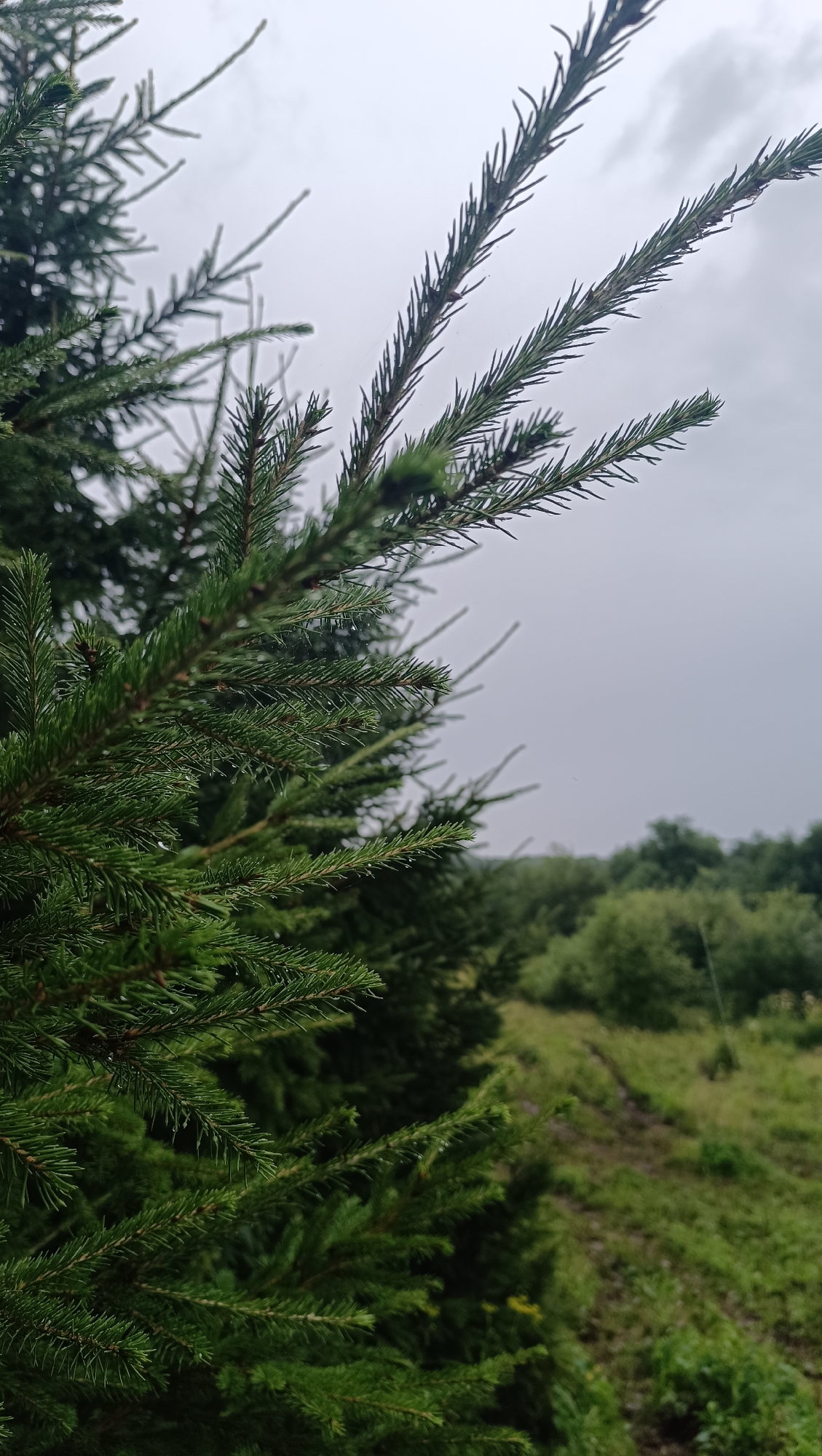 The image is a close-up, low-angle shot of green pine branches in the foreground, with a blurry background of a grassy slope and distant trees under an overcast sky. The pine needles appear wet, possibly from rain. There are no people or man-made structures visible in the image. The location is not specified as Karsha, Russia.