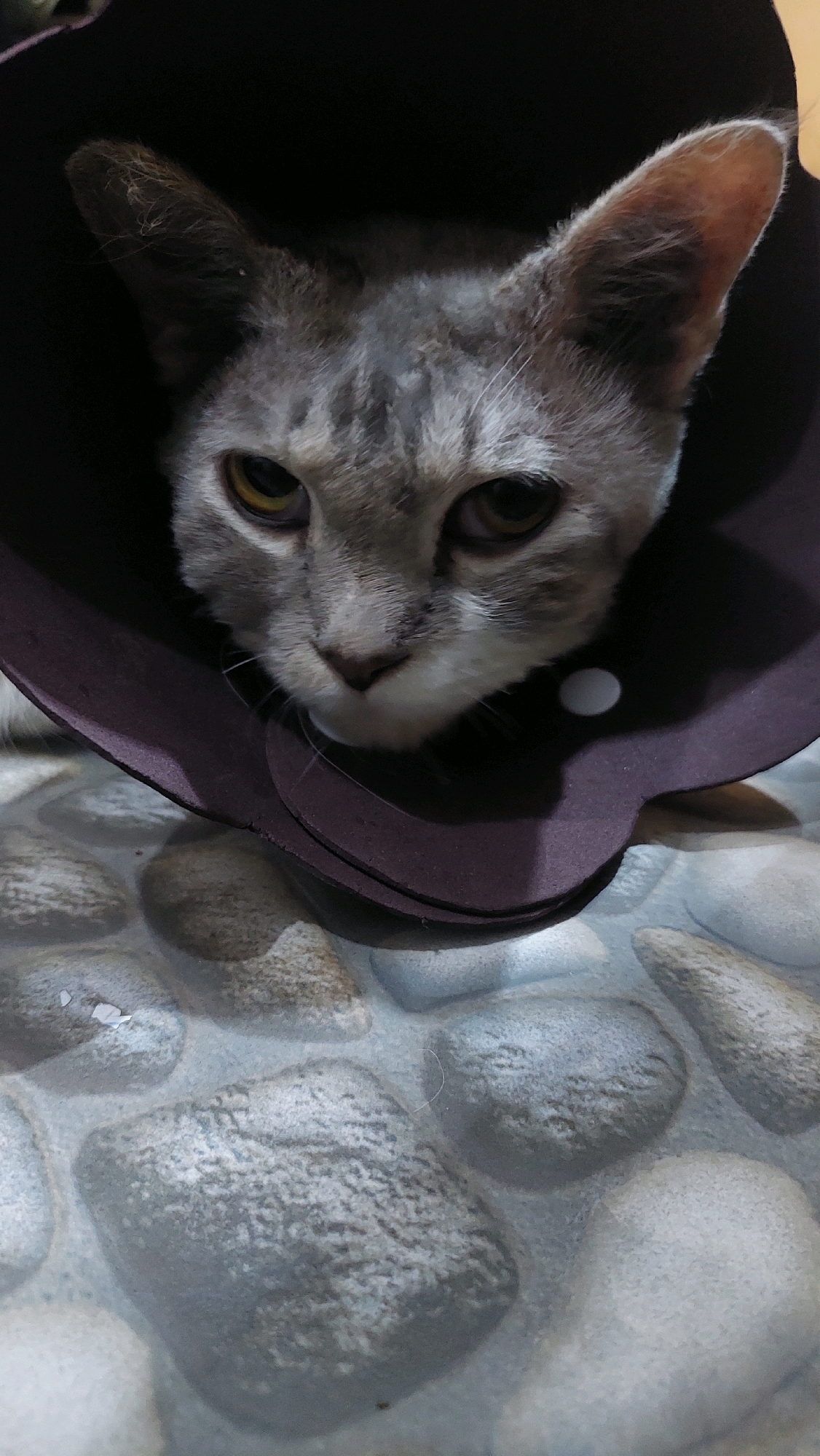 A close-up, head-on shot captures a grey tabby cat wearing a dark brown Elizabethan collar. The cat's face is centered in the frame, with its large, yellow-green eyes looking directly at the camera. The collar partially obscures the cat's lower face and neck, creating a dark funnel around its head. The background consists of a tiled floor with a pattern resembling large, smooth grey and white stones. The lighting is dim, casting shadows and highlighting the cat's fur and eyes. The image appears to have been taken indoors, possibly in a home in Bojong Gede, Indonesia, given the context provided.