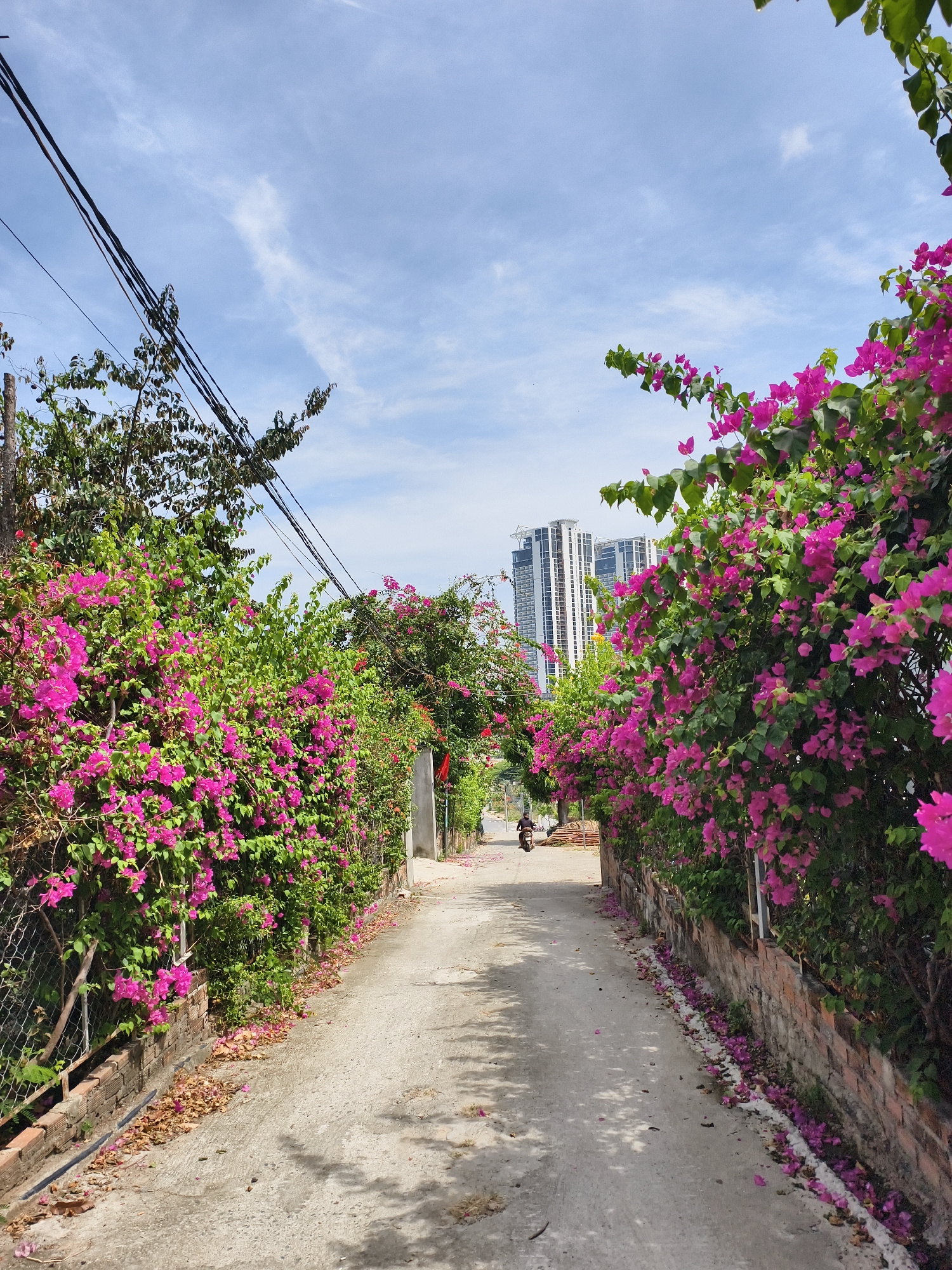 A view down a narrow road in Bac Nha Trang Ward, Vietnam. The road is lined with vegetation, with bright pink bougainvillea bushes dominating the scene, some overhanging on a brick base wall. A scooter travels along the road away from the viewer. A building complex is visible at the end of the road. Power lines run above on the left. Petals litter the road's surface. The sky is visible with scattered clouds.