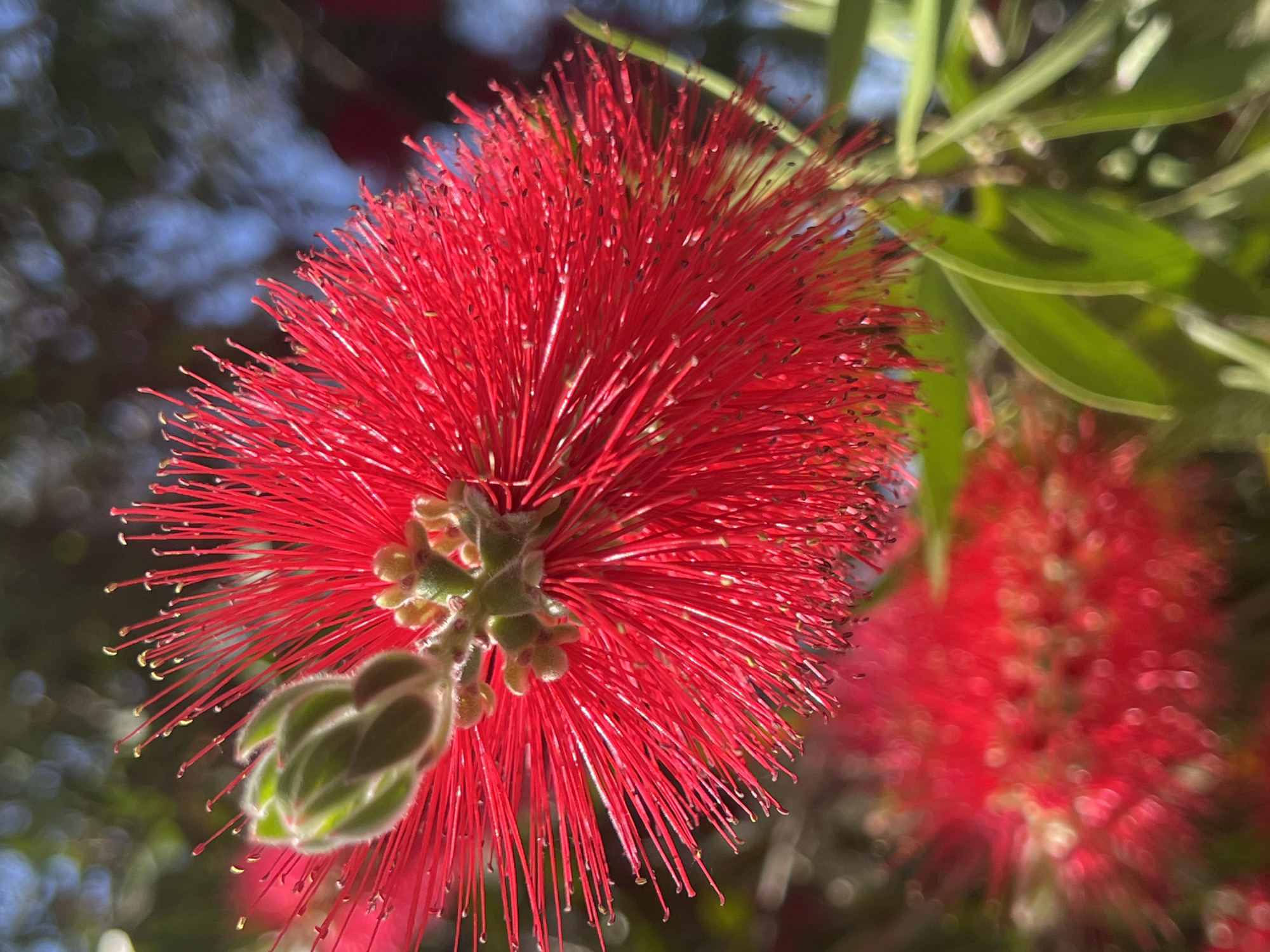 The image is a close-up, vibrant photograph of a red bottlebrush flower (Callistemon) blooming outdoors. The main subject is a single, striking red flower, positioned slightly to the upper left of the frame, in sharp focus. Its distinctive bottlebrush form is clearly visible, characterized by numerous long, slender, bright red stamens that radiate outward from a central green base. Many of these stamens are tipped with small, yellowish pollen grains, adding texture and detail.
Directly below the fully bloomed section of this primary flower, a fuzzy, green flower bud is visible, still developing. In the immediate background, to the right, another bottlebrush flower is present but rendered as a soft, out-of-focus red blur, indicating more blooms on the plant. Further behind, the background is composed of blurred green foliage, likely the plant's leaves, interspersed with soft patches of blue and darker green, suggesting the sky and other distant greenery.
The lighting is bright and natural, consistent with daylight, which intensely illuminates the red hue of the flower and highlights the pollen. The shallow depth of field creates a pleasing bokeh effect, emphasizing the intricate details of the foreground flower while softening the background. The scene depicts a moment of natural beauty, likely on a clear day, in the context of Budva, Montenegro. There are no people, specific activities, or visible text.