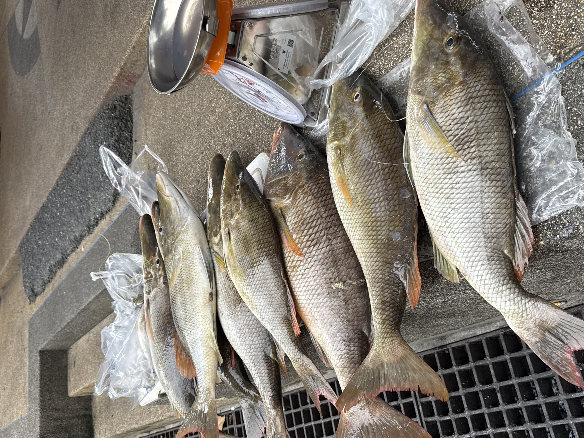 A group of seven freshly caught fish are laid out on a textured gray concrete surface, likely a market stall or pier, in Rawai, Thailand. The fish, all of similar size and appearance with silver and light brown scales, are positioned horizontally and diagonally across the frame. Their tails, some with a pinkish hue, are closer to the viewer. They are partially wrapped in clear plastic bags, with some visible condensation. To the right of the fish, an orange and silver mechanical scale rests on the concrete, its metal weighing pan empty. The background consists of a darker, pebbled surface and a raised concrete ledge. The lighting suggests an outdoor setting, possibly under overcast skies or in diffused sunlight.