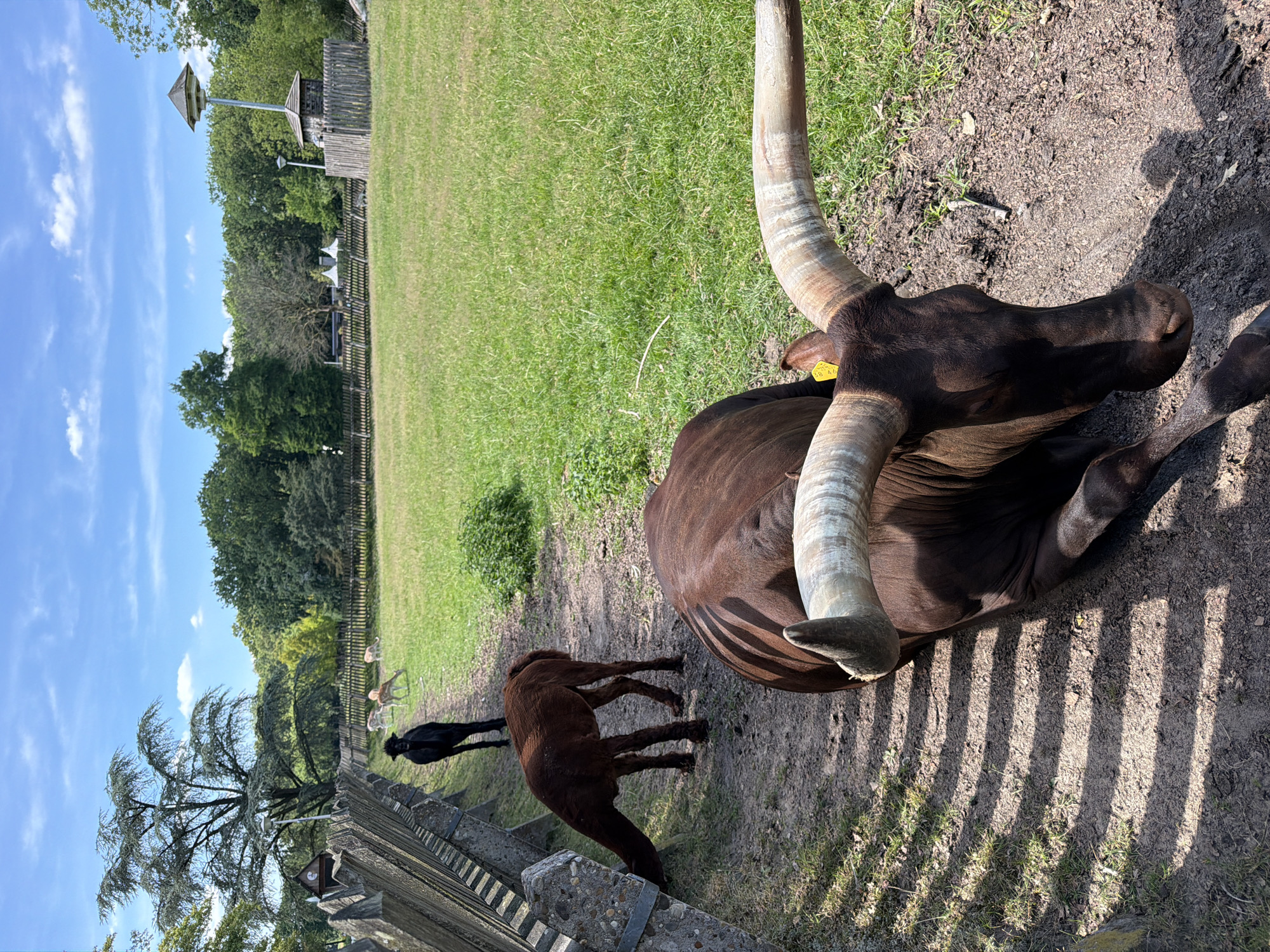 In a grassy enclosure, an Ankole-Watusi bull with prominent, curved horns rests on a dirt path. Nearby, a dark-colored alpaca stands, and a reddish-brown alpaca grazes by a wooden fence. In the background, several fallow deer are visible in a meadow, with a forest and a structure resembling a birdhouse on a tall pole completing the scene under a bright, blue sky with scattered clouds. This image was captured at Safaripark Beekse Bergen in the city of Hilvarenbeek, Netherlands.