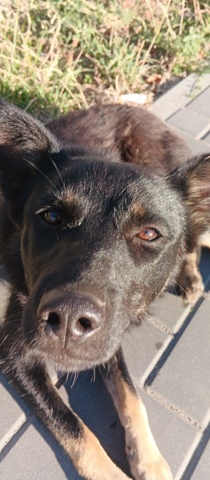 A close-up, head-on, vertical, outdoor shot focuses on a medium-sized, black and tan dog lying on a paved surface. The dog's head is prominent in the foreground, with its snout and part of its chest and front paws visible. Its fur is dark, with some lighter tan markings on its legs and around its muzzle. The dog's eyes are open, and it appears to be looking directly at the camera. The background consists of green grass and a gray, patterned paved surface. The lighting suggests a sunny day. There are no people or other animals in the frame. The location is specified as Smila, Ukraine.