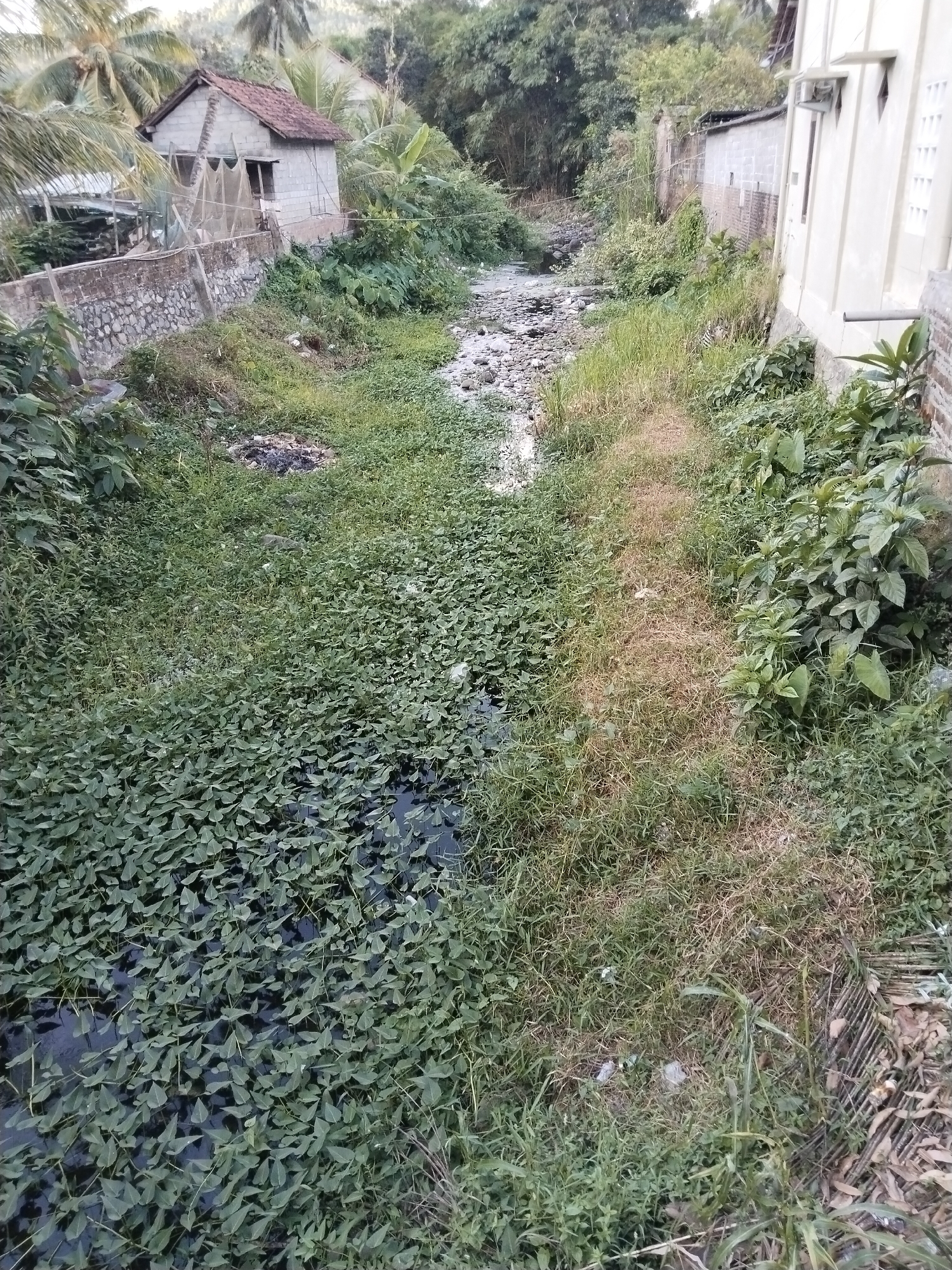 The image depicts a narrow, overgrown canal running through a rural or semi-rural area, possibly the village of Karanggandu, Indonesia. The canal is densely covered with green aquatic plants on the left side, with patches of murky water visible beneath. The right bank of the canal is lined with dry, matted grass and some scattered green vegetation. Beyond the right bank, a light-colored building with windows and what appears to be a drainpipe is visible, with a brick wall in the foreground. On the left side of the canal, there is a stone wall, a small building with a red tile roof, and overgrown trees, including palm trees, suggesting a tropical environment. Further up the canal, the water level appears lower, revealing a rocky bed, and more dense vegetation and trees line both sides. Scattered debris, including plastic bags and what looks like burnt material, is visible along the banks and within the canal. There are no people or animals visible in the image. The overall scene suggests an unmaintained waterway in a residential or undeveloped area.