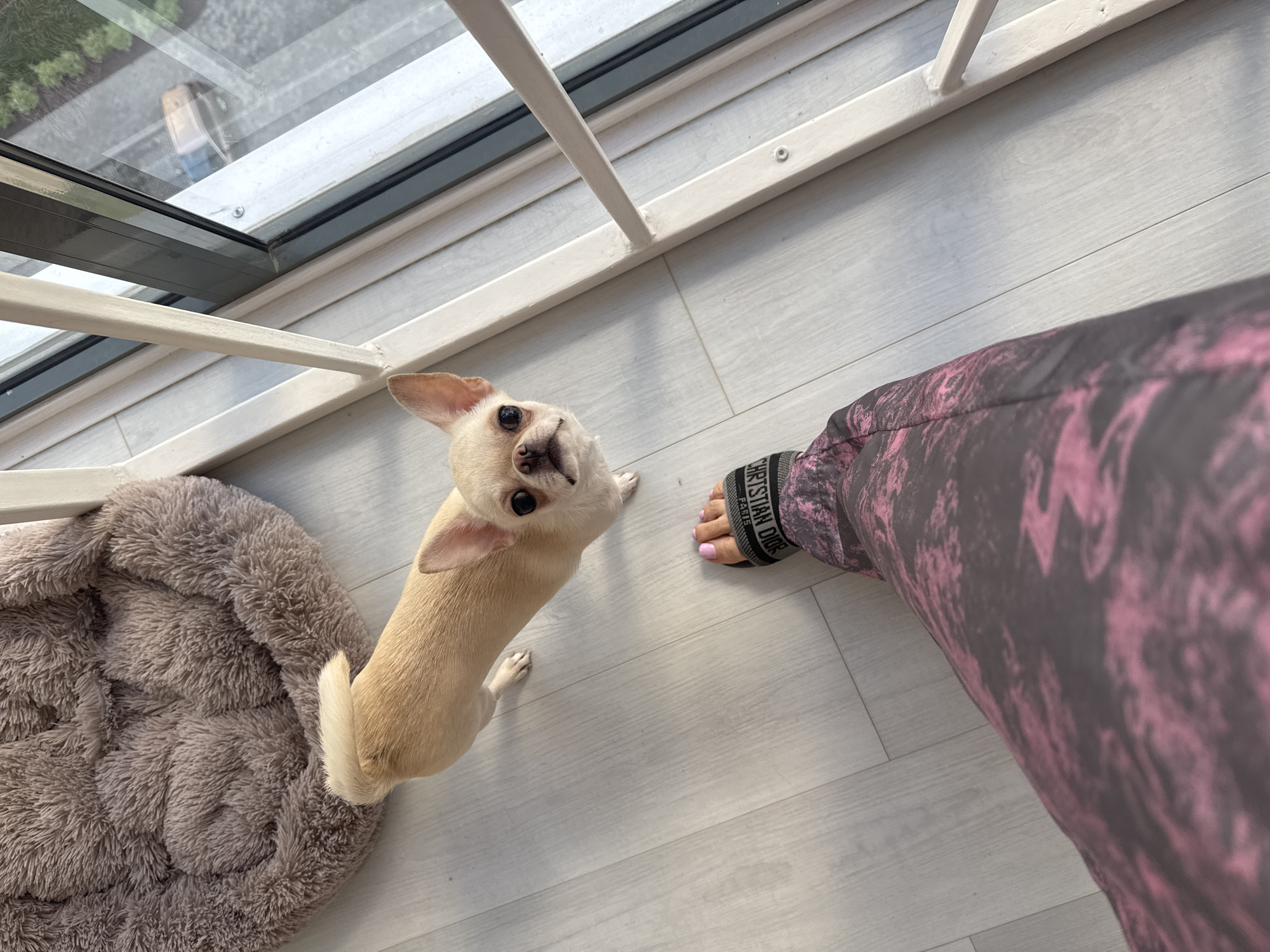 A light-colored Chihuahua dog stands on a light-colored wooden floor near a fuzzy brown dog bed. The dog is facing the camera with its head tilted slightly. In the foreground, a person's legs are visible, wearing patterned pants and black slide sandals. The sandals have text that appears to read "CHRISTIAN DIOR PARIS." Behind the dog and person is a sliding glass door, through which a balcony or exterior view is visible. A white railing or barrier is positioned in front of the glass door. The lighting suggests it is daytime.