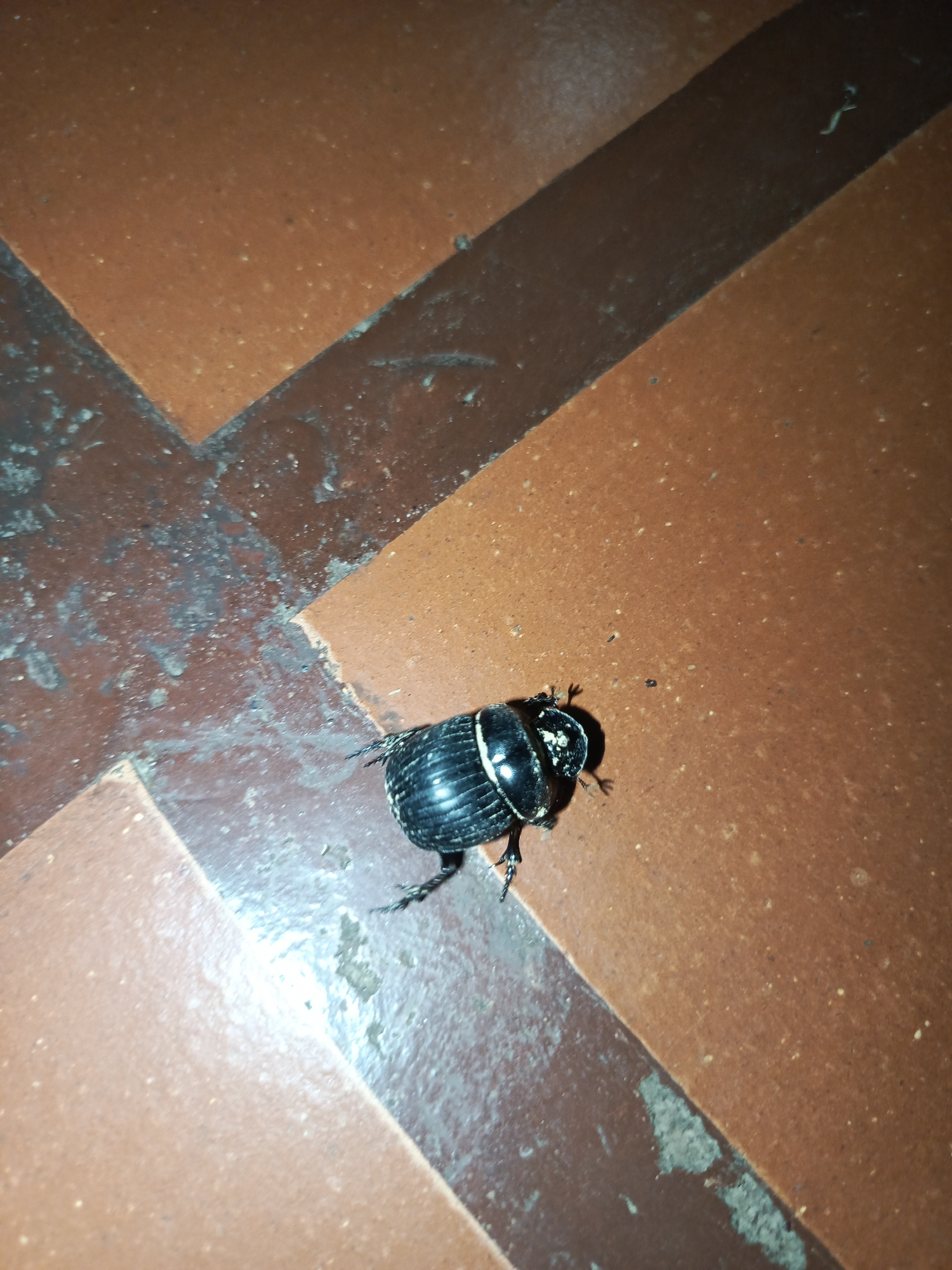 A black beetle with white markings is situated on a red-brown tiled floor. The tiles are arranged in a geometric pattern. The beetle is facing to the right of the frame. The location appears to be indoors. There is no indication that the location is Los Leoncitos, Venezuela. No people are visible.