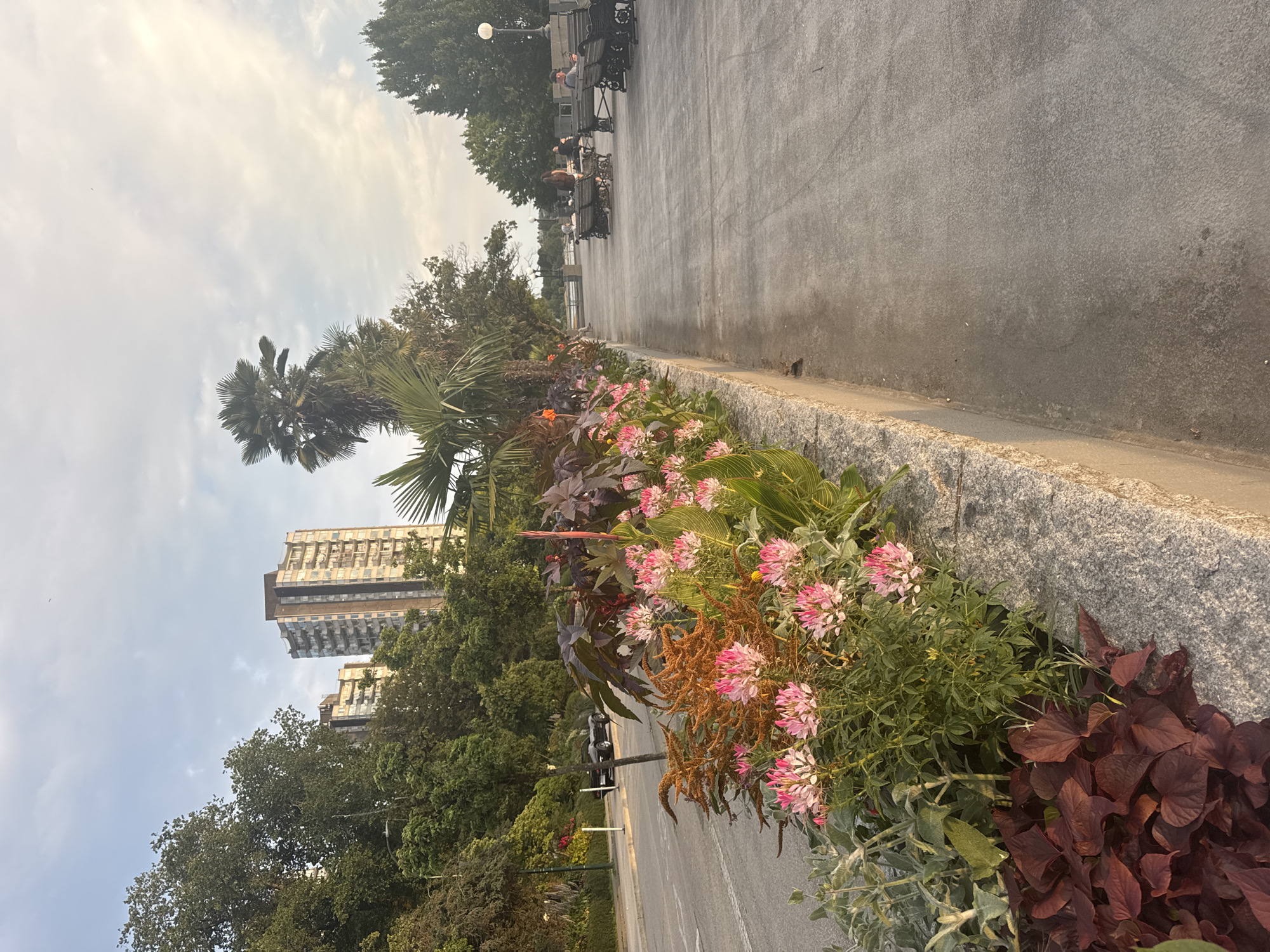 The image captures a waterfront promenade in Vancouver, Canada, likely Coal Harbour, at sunset. The foreground features a meticulously maintained flower bed brimming with pink spider flowers, orange amaranth, and deep red foliage, bordering a textured stone wall. Adjacent to the flowers, a paved walkway stretches into the distance, lined with dark park benches occupied by several individuals enjoying the evening. Beyond the walkway, a body of water is visible. In the mid-ground, a tree-lined street separates the promenade from a row of mid-rise apartment buildings and lush greenery, suggesting an urban setting interspersed with natural elements. A black convertible car is parked by the roadside, adding a touch of classic automotive style to the scene. The sky is a pale blue with scattered clouds, illuminated by the warm glow of the setting sun.