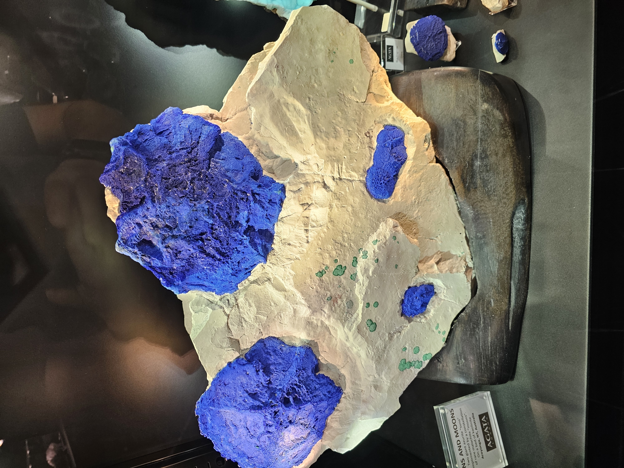 A large, rough, light-colored rock specimen, possibly limestone or sandstone, is the central subject. It is adorned with several irregular formations of vibrant, deep blue crystalline material, resembling azurite. These blue formations vary in size, with three prominent ones and several smaller ones scattered across the rock. Interspersed among the blue crystals are small, irregular clusters of bright green mineral deposits, likely malachite. The specimen is displayed on a dark, curved wooden base.
To the left of the main specimen, a small clear acrylic display card is visible, partially obscured. Text on the card includes "NS AND MOONS," "Two giant azurite "suns" complimented by a constellation of rare malachite "moons"," and "AGATA LONDON."
To the right of the main specimen, smaller rock samples with similar blue crystalline formations are displayed on what appears to be a dark surface, possibly a shelf or table. One of these smaller samples is mounted on a light-colored rock base.
The background is dark and appears to be a display setting, possibly a museum or gallery. Reflections are visible on the dark background, suggesting a lighting setup or display case. The lighting highlights the textures and colors of the mineral specimens.
The scene is an indoor display of geological specimens. The location is an exhibition in Bangkok, Thailand.