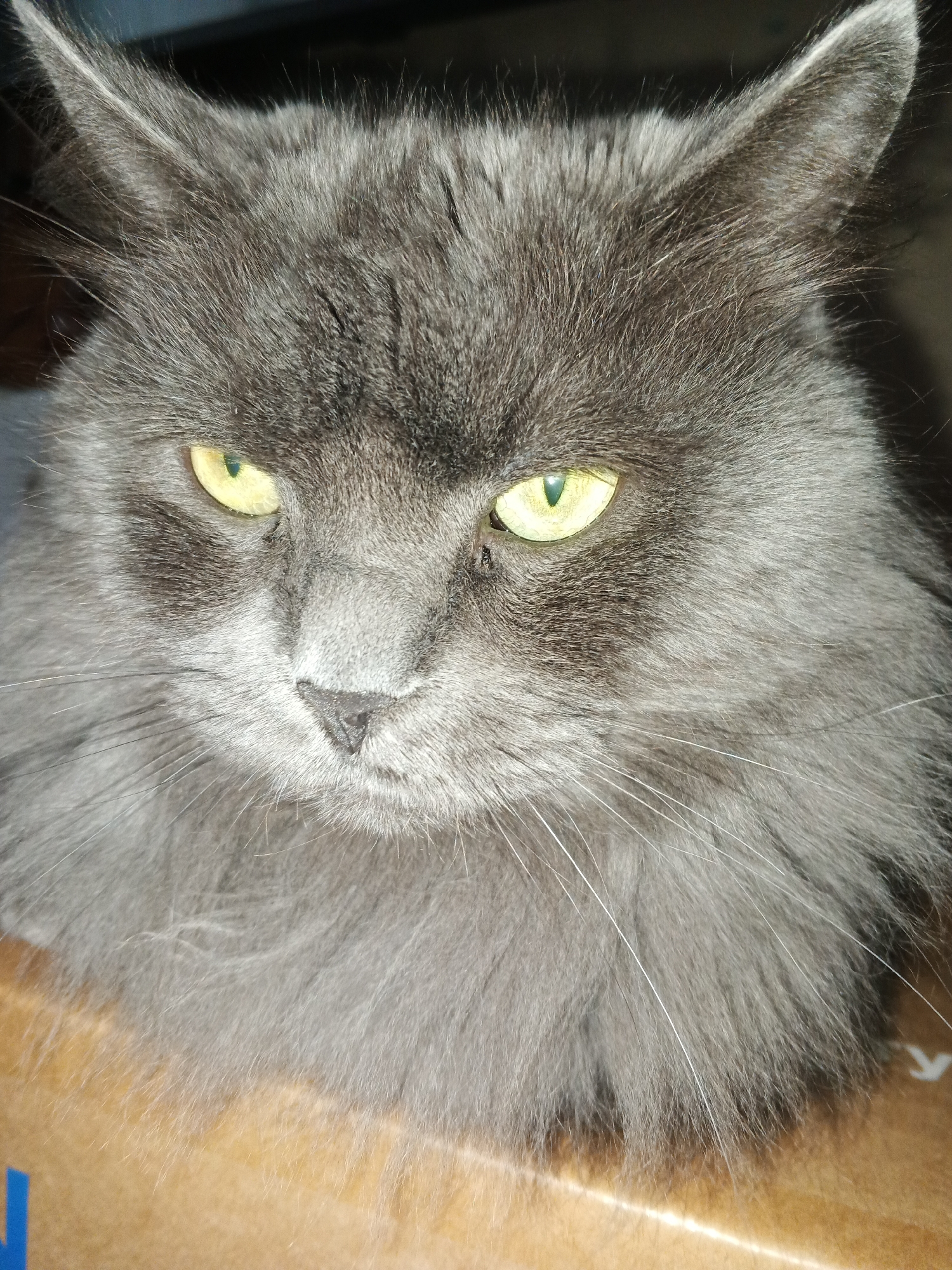 This is a close-up, head-on, medium shot of a domestic cat, likely a long-haired breed. The cat is predominantly gray with yellow-green eyes that are narrowed, giving it a somewhat stern or displeased expression. Its fur is thick and appears soft, with noticeable whiskers extending from its muzzle. The cat's ears are pointed and alert. The background is out of focus, showing a warm, brown surface, possibly a cardboard box, with some indistinct shapes and a hint of blue and white in the lower left corner. The lighting suggests an indoor setting, possibly with artificial light, as there are no strong shadows indicating natural daylight. The image is likely a photograph. There is no discernible text in the image.