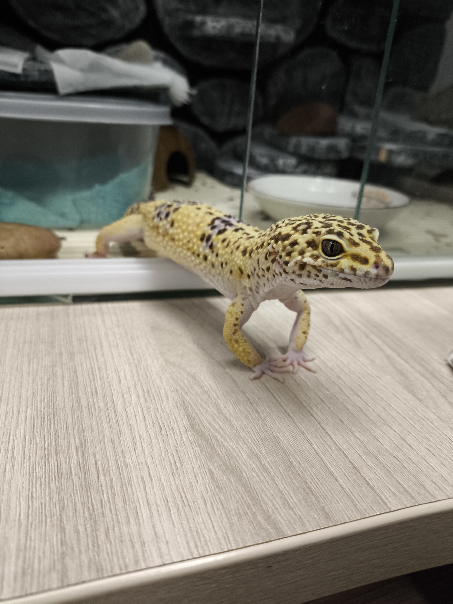 A leopard gecko is perched on the edge of a wooden surface. The gecko's body is mostly yellow, with dark brown and black spots. It is looking toward the right side of the frame, with its front legs extended. The background features what appears to be the gecko's terrarium, including a water bowl, a hide, and decorative rocks. The location is unknown, but based on the prompt it could be the city of Chaikovsky, Russia.