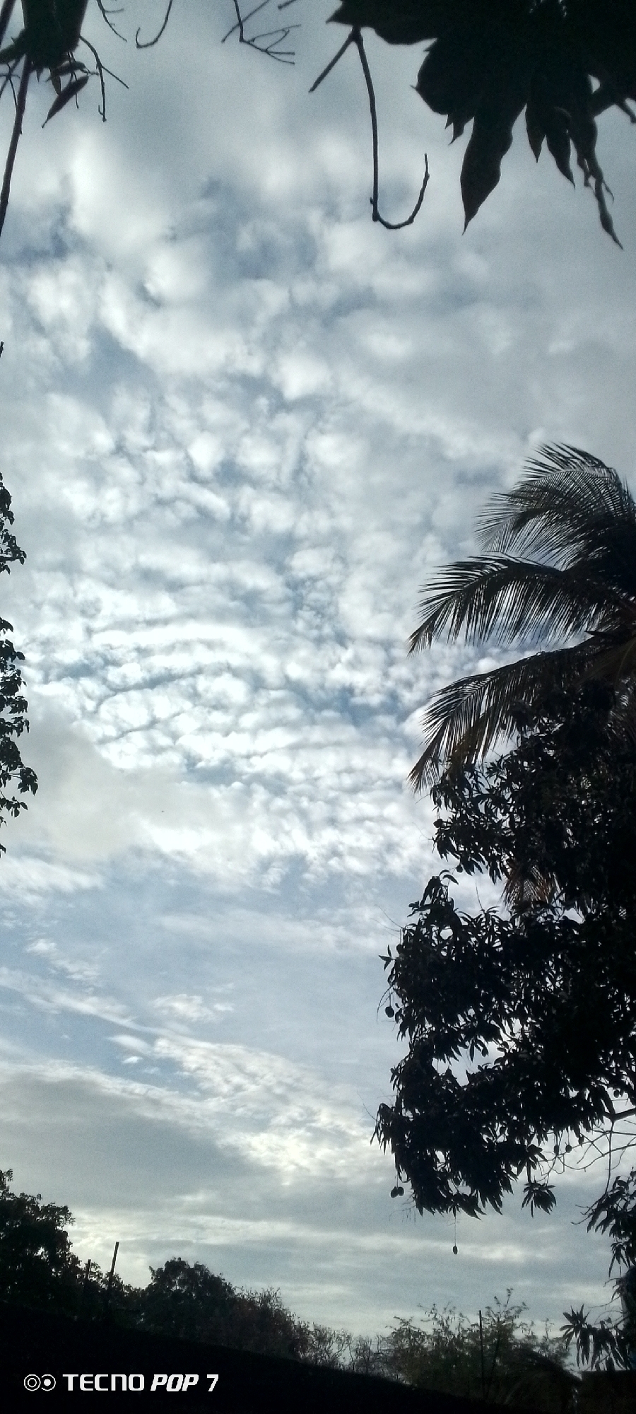 A vertical, low-angle shot captures a cloudy sky with trees silhouetted against it, taken in Altagracia, Venezuela. The sky is filled with a dense layer of scattered, white clouds against a pale blue background. In the foreground, the dark silhouettes of tree branches and foliage dominate the top and right sides of the frame. The leaves are a deep black, obscuring any detail within them. On the left edge, a thin branch hangs down. The bottom of the image shows a darker silhouetted band of trees and a roofline, with the text "TECNO POP 7" visible in white at the bottom left corner. The overall impression is that of a partially overcast day in a tropical or subtropical environment.