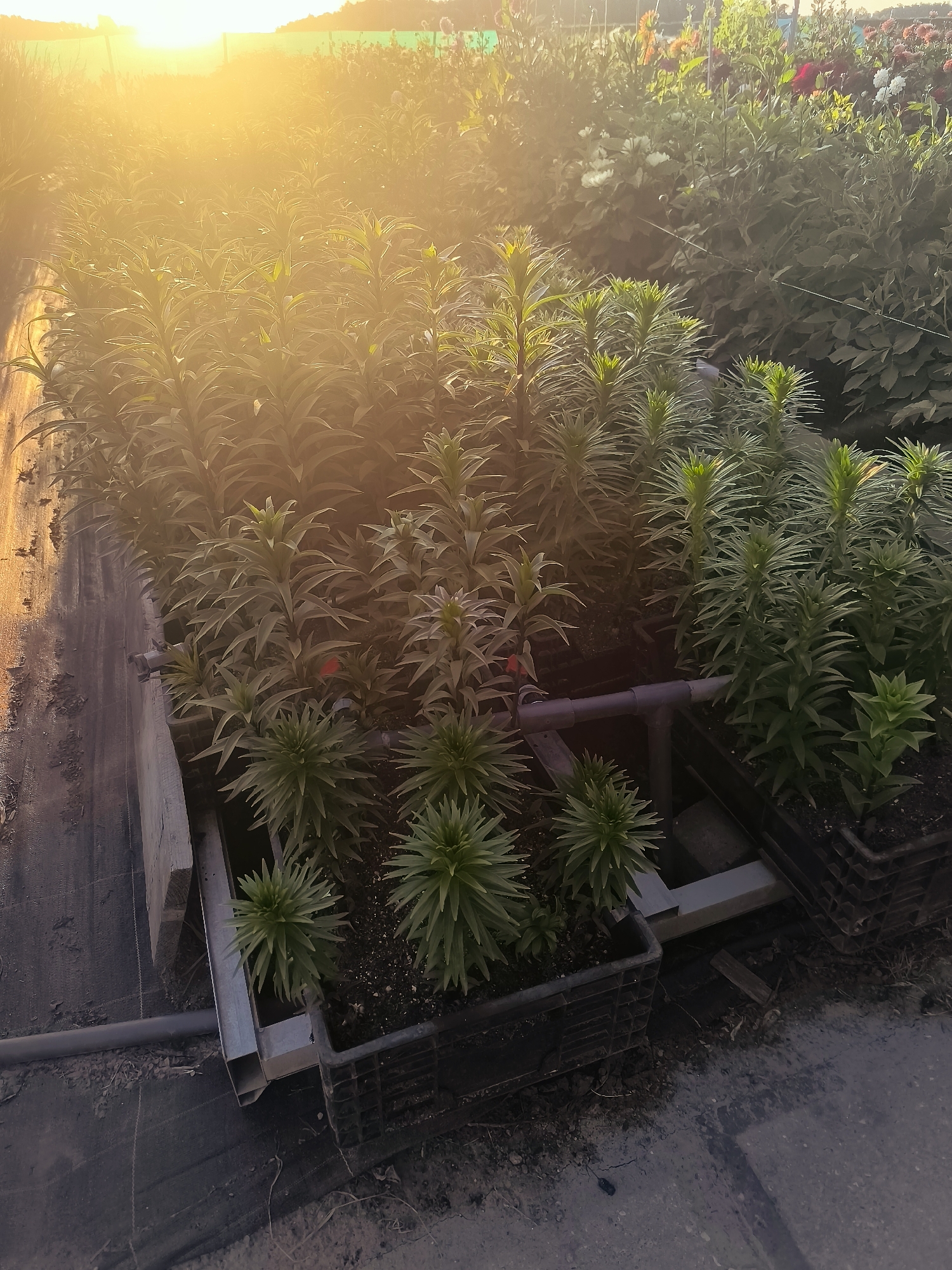 The image depicts a nursery or greenhouse setting in Andijk, Netherlands, bathed in the warm glow of a sunrise or sunset. In the foreground, rows of young plants, likely lilies, are neatly arranged in black plastic crates. These plants have long, slender green leaves and are planted in dark soil. Some of the crates are elevated on metal stands. A grey plastic pipe, part of an irrigation system, runs horizontally through the scene.
The background shows more dense vegetation, with hints of colorful flowers, possibly dahlias, visible in the distance. The sky above is bright and hazy, indicating the sun is low on the horizon, casting long shadows and creating a golden-hour effect. The ground is a mix of dirt and a black, woven material, possibly ground cover. The overall impression is one of agricultural cultivation under natural light.