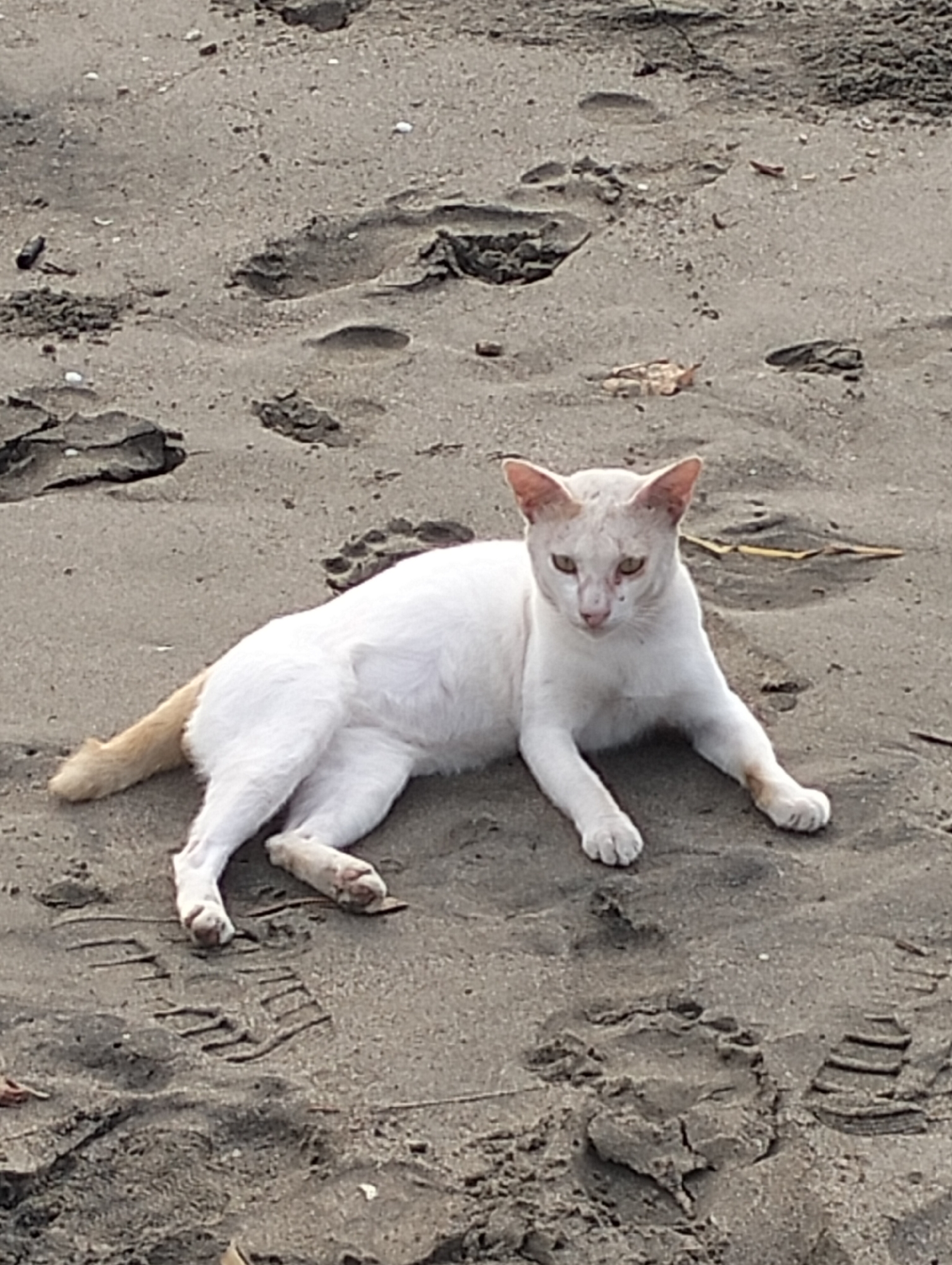 A white cat with a light orange tail is lying on a sandy surface, possibly a beach. The sand is gray and imprinted with various footprints, including distinct shoe patterns. The cat is positioned centrally in the frame, looking towards the camera. The environment suggests an outdoor setting. There is no specific indication of the location within Lhokseumawe, Indonesia. No people are present in the image.