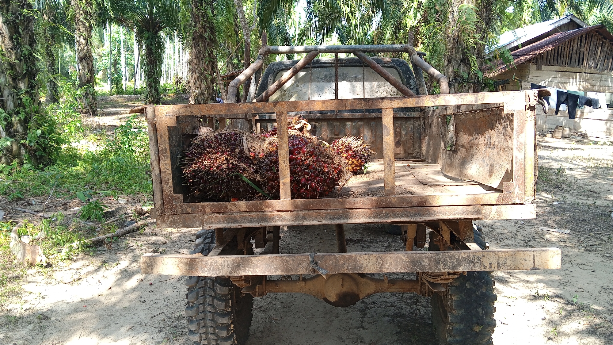 In Meunasahdayah, Indonesia, a rusty, old pickup truck is parked on a dirt road, its bed filled with several bunches of ripe palm oil fruit. The truck is positioned facing the viewer, with its rear end prominently displayed. Lush green palm trees, characteristic of the region, surround the scene, creating a dense, tropical atmosphere. In the background, a simple wooden house with a corrugated metal roof stands amidst the foliage. The sunlight filters through the trees, casting shadows on the ground and highlighting the textures of the truck and the fruit. The overall impression is one of rural life and agricultural activity in Indonesia.