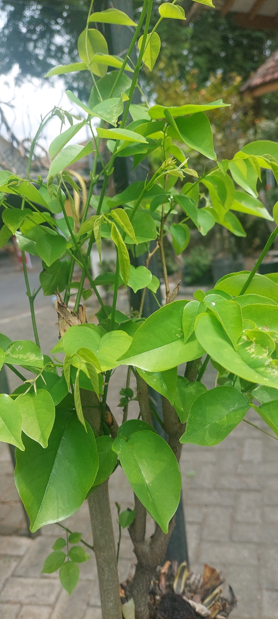 The image depicts a close-up view of a vibrant green plant with numerous leaves and slender stems. The plant appears to be in a pot, with some of its base visible, including soil and dried plant matter. The background suggests an outdoor setting, possibly a garden or sidewalk, with blurred foliage and structures visible. The lighting indicates daylight, casting subtle shadows on the leaves. The setting suggests it may be located in Lumajang, Indonesia, given the context provided. There are no people or animals present in the frame.