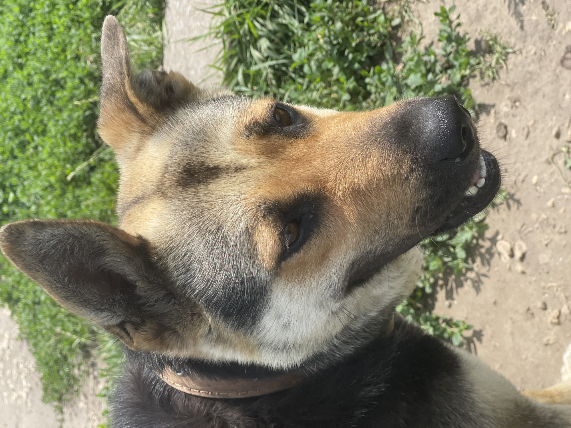 A close-up, eye-level shot shows the head and upper body of a medium-sized dog with tan, black, and white fur. The dog is wearing a brown collar and is looking to the right, with its mouth slightly open, revealing its teeth. The background consists of green grass and a dirt path. The image is taken outdoors on a sunny day. The specific location of Bukhovoye, Russia, is not discernible from the visual information present in the image.
