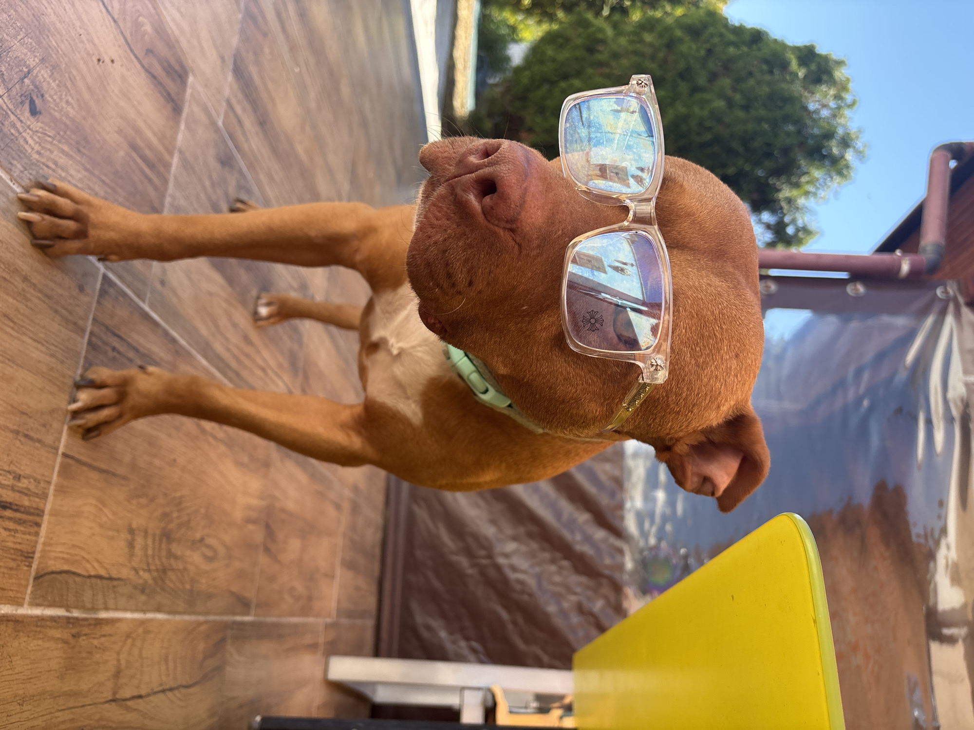 A brown dog wearing clear-framed sunglasses is the primary subject of the image. The dog is lying on a wooden-tile floor, with its legs extended in opposite directions. The dog's snout is prominent, and its sunglasses reflect the sky and surrounding structures.
Behind the dog, there's a translucent covering, partially obscuring the view. A green tree is visible in the background, along with a building with a brown roof and siding. A yellow object is present in the lower right corner of the frame.
The location is determined to be Lom, Bulgaria, based on visual markers and typical regional characteristics.