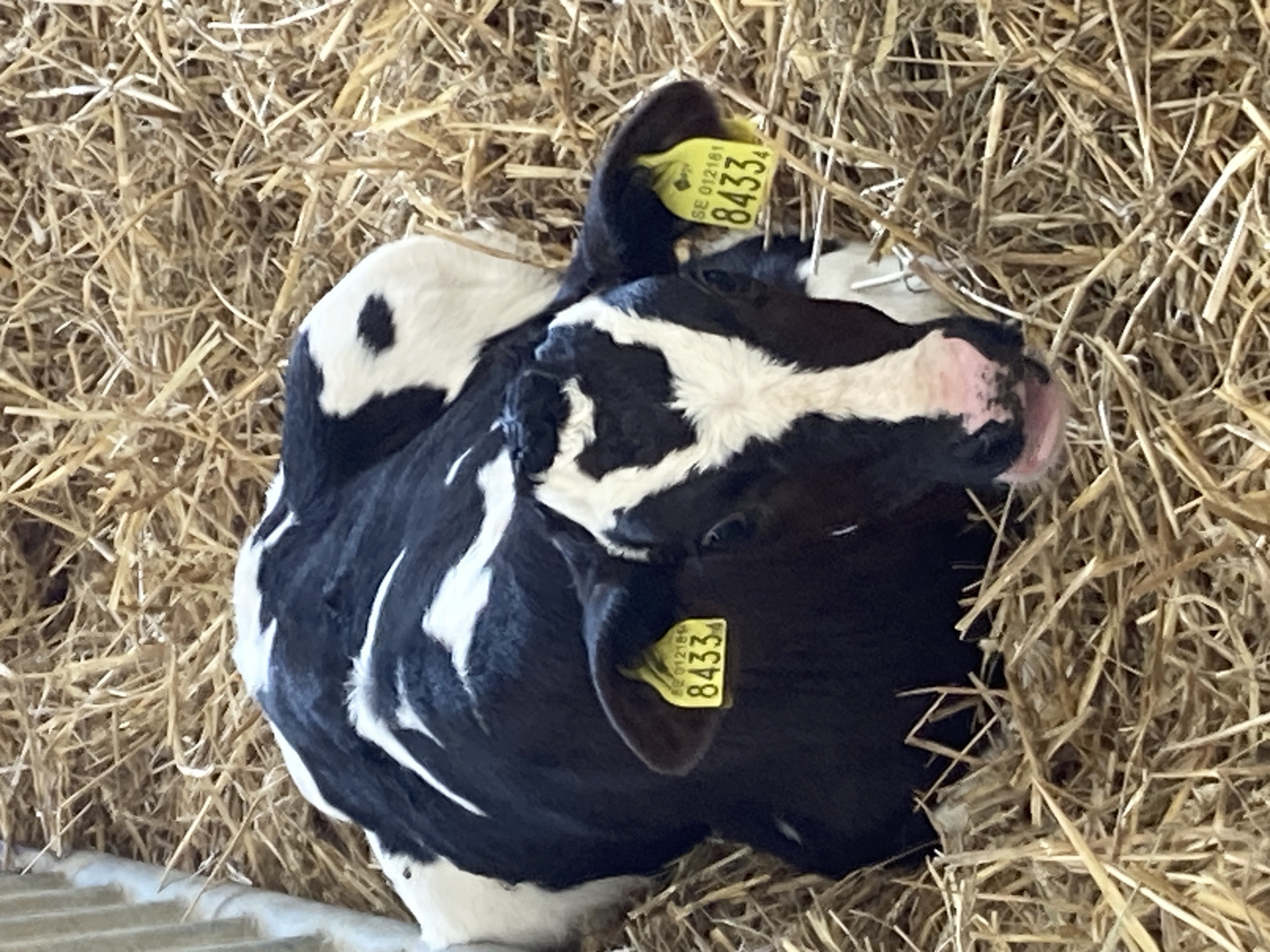 A black and white calf lies on a bed of straw. The calf has yellow ear tags with numbers. The calf appears to be in a barn or stable. There is no information in the image that suggests a location in the city of Kalmar, Sweden.