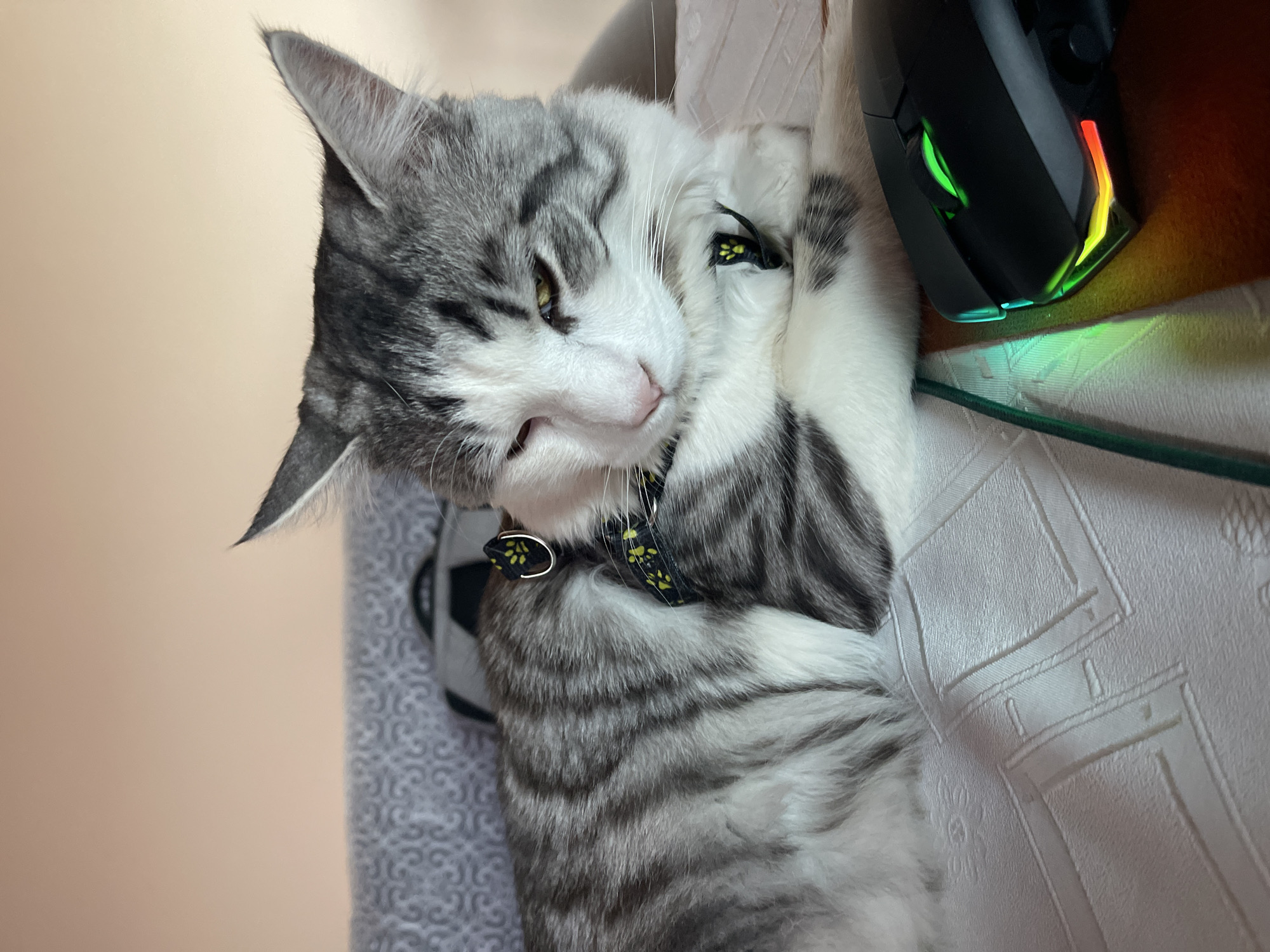A gray and white tabby cat with yellow eyes, wearing a black collar with yellow paw prints, is lying on its side next to a black computer mouse with RGB lighting. The cat is partially covering its face with its paws. The background consists of a light-colored patterned surface and a wall of a slightly different shade. The location is not discernible from the provided image.
