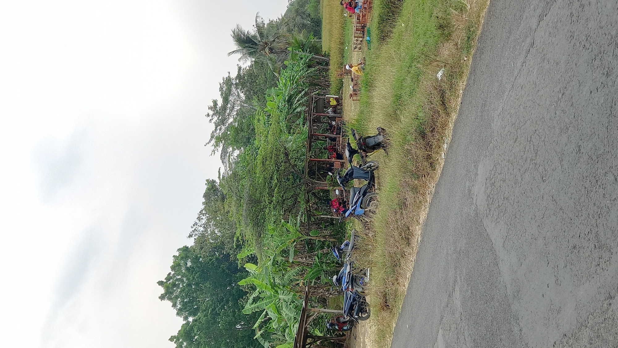 The image depicts an outdoor scene in Sidamulya, Indonesia, featuring a rural or semi-rural environment with a mix of natural elements and human activity. In the foreground, a paved road runs diagonally from the bottom left to the middle right of the frame. Adjacent to the road is a strip of dry, tall grass and vegetation.
Behind the grassy area, several parked motorcycles are visible. To the left, under a simple open-sided shelter with a wooden frame and a corrugated roof, three motorcycles are parked. Another two motorcycles are parked in the grassy area in front of the shelter.
Further into the background, there is a denser area of vegetation, including banana trees and other leafy trees, forming a natural backdrop. Behind the trees, a covered, open-air structure, also with a wooden frame and a rustic roof, appears to be a gathering place. Several people are seated at tables within and around this structure.
To the right of this gathering place, a field of rice paddies is visible, with some people seated on the ground near the edge of the field. Some individuals are engaged in activities that involve small cages or enclosures, possibly related to bird breeding or a local event. The sky is overcast with a light grey color. The overall impression is of a community gathering in a lush, tropical setting.