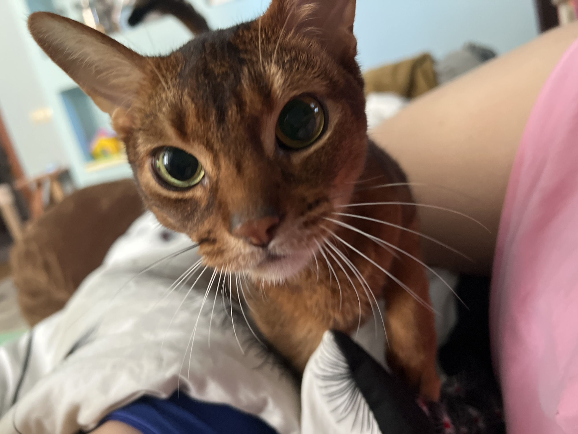 A close-up shot of a reddish-brown Abyssinian cat with large, expressive green eyes. The cat is positioned close to the camera, filling much of the frame. Its face is the focal point, showcasing its whiskers and distinctive fur pattern. In the blurred background, elements suggest a domestic setting, with the presence of a human leg covered in pink clothing. The location is not identifiable as Moscow, Russia based on the visual information in the image.