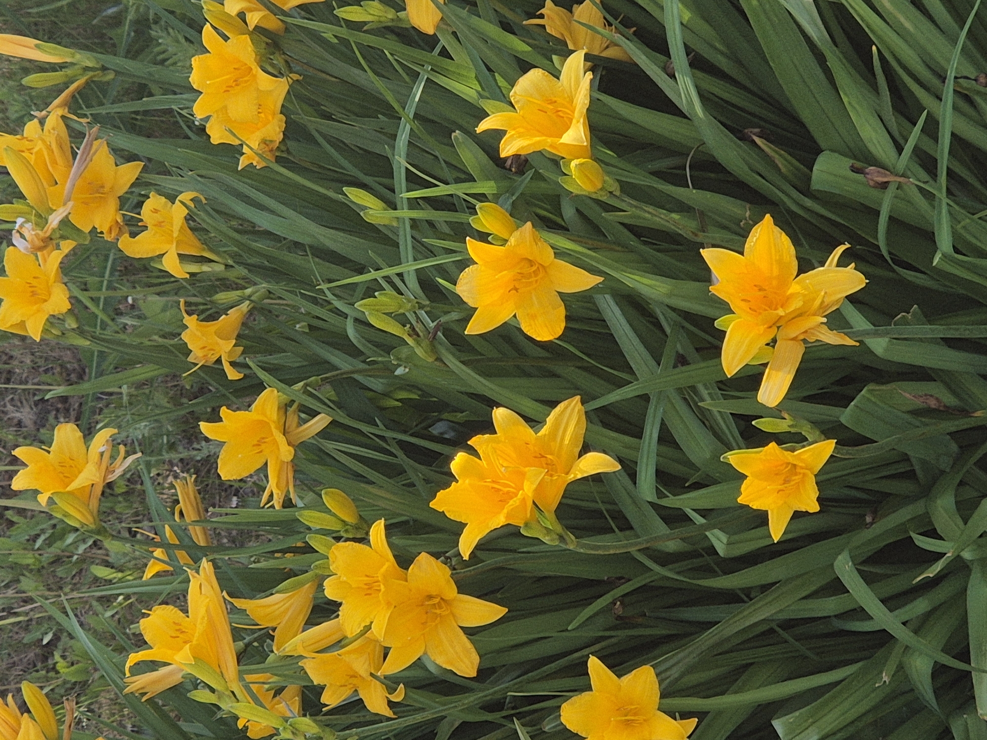 The image shows a cluster of bright yellow daylilies, their petals spread wide in full bloom, surrounded by lush green foliage. The setting appears to be a garden or wild growth area. The location information (Kokshetau, Kazakhstan) is not evident from the visual content of the image. There are no people visible in the image.