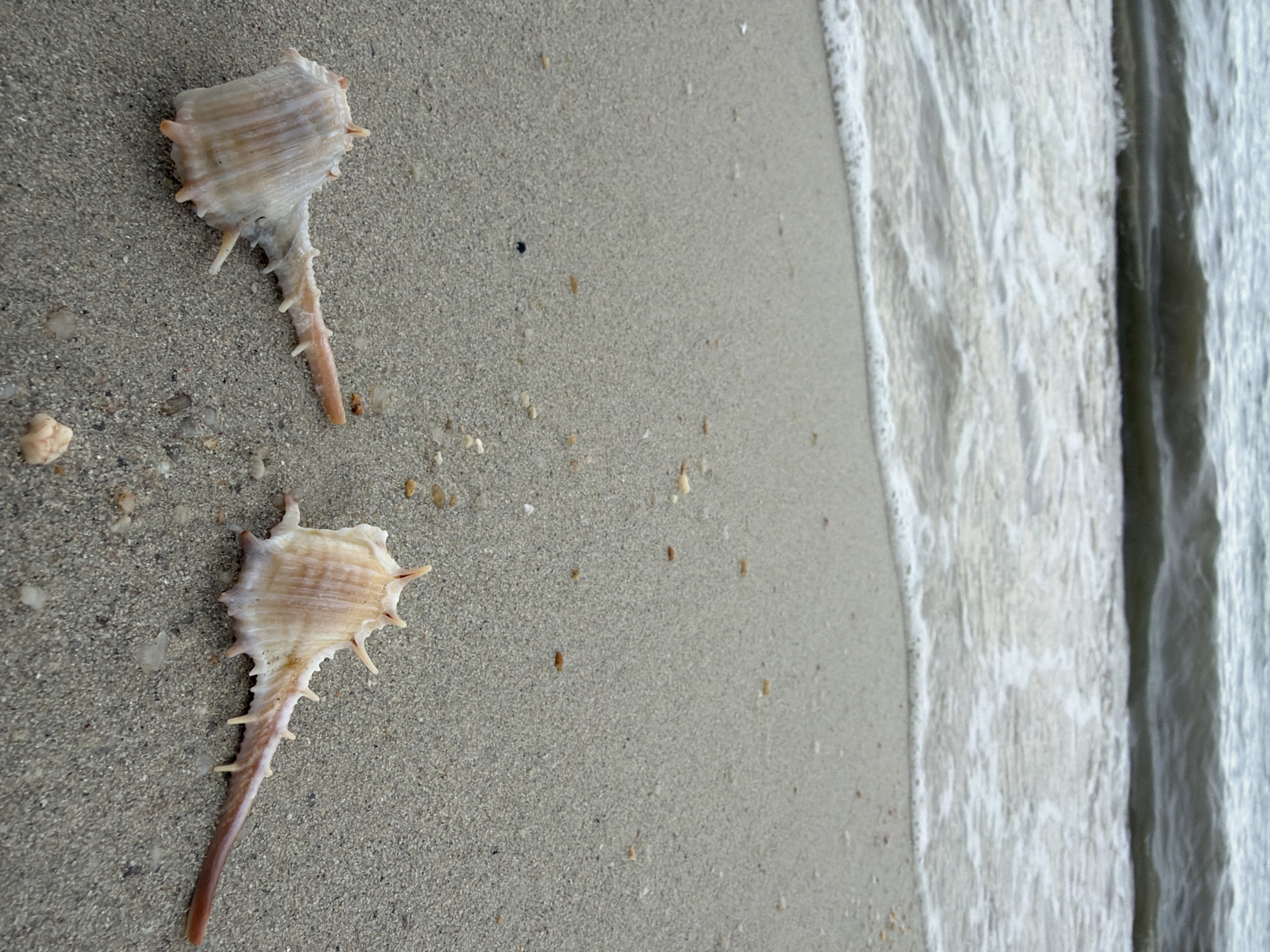 Two spiky seashells lie on a sandy beach. The larger seashell is to the left and slightly further back, while the smaller one is to the right and closer to the viewer. They are both light-colored with some pinkish-brown markings. The sand is a light beige color and appears to be fine-grained. In the background, the ocean waves are visible, with a foamy white edge where they meet the shore. The sky is overcast, contributing to the muted colors of the scene. The overall impression is one of a tranquil and natural beach setting.