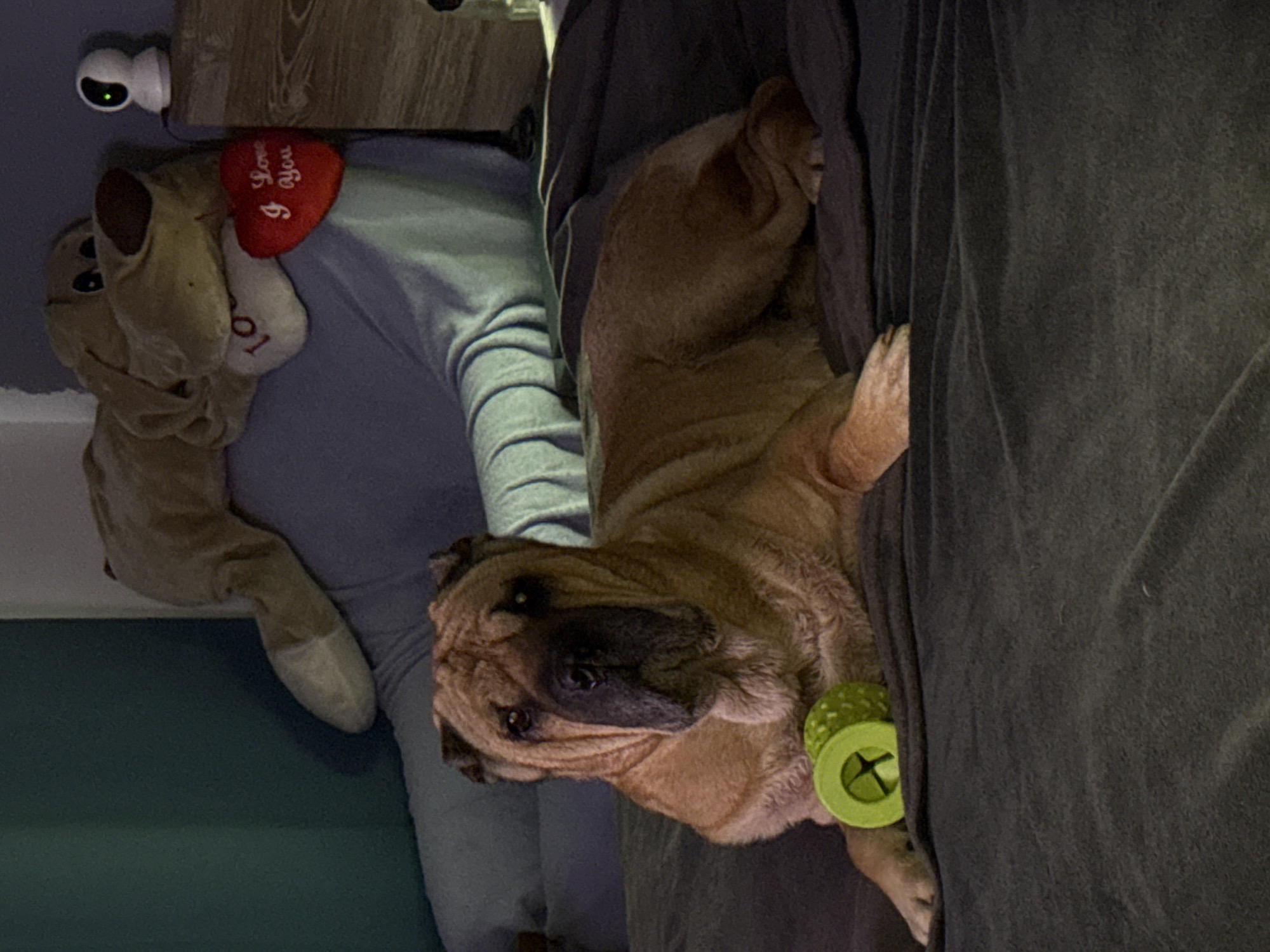 A tan-colored bulldog is lying on a grey couch with a green toy pressed against its body. To the left, on a bluish-grey surface, lies a stuffed bear and a red heart-shaped pillow with the words "I Love You" written on it. A white security camera sits above these items on a wooden surface.
The location is not specified in the image and cannot be determined.