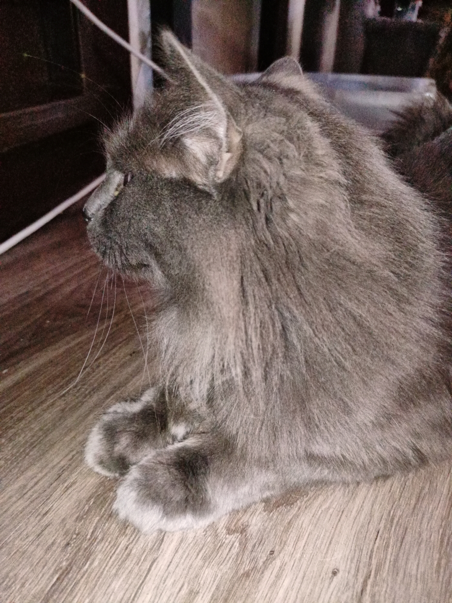 The image shows a close-up of a grey, long-haired cat lying down on a wooden floor. The cat is facing left, with its head turned to look into the distance. Its paws are tucked beneath its chest. The background is dark and out of focus, showing what appears to be furniture. There are no people or other animals visible in the image. The scene is indoors, and there is no specific indication of its location within Almaty, Kazakhstan.