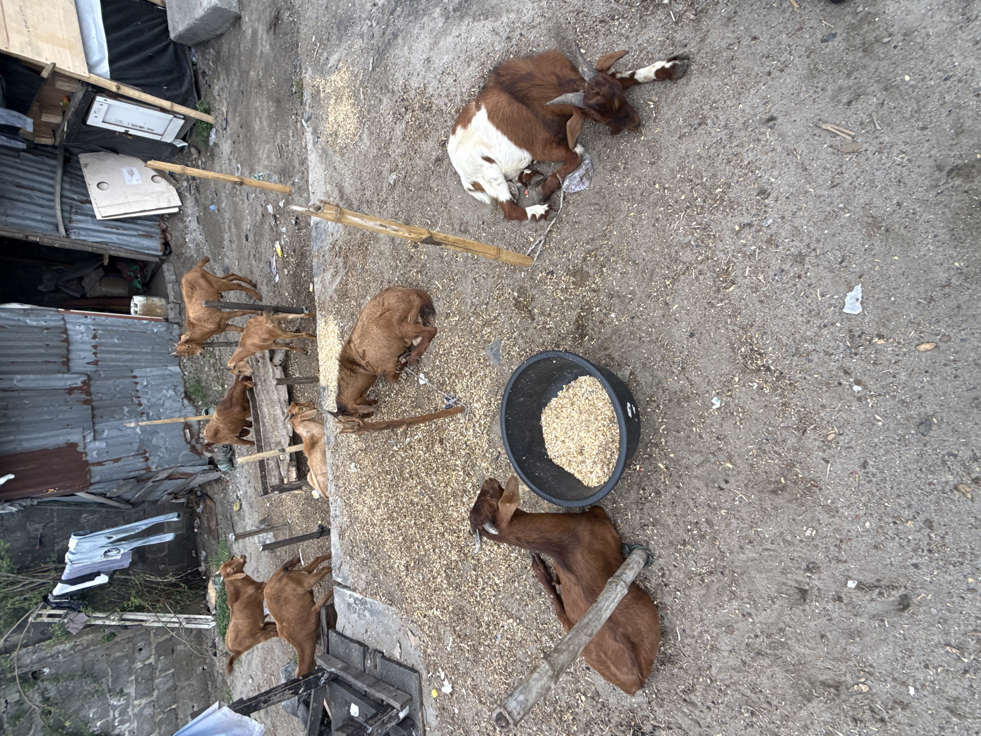 An outdoor scene in Igboefon, Nigeria, is captured from a slightly elevated perspective, showcasing several goats in a somewhat rustic and informal setting. The ground is predominantly dirt or sandy soil, liberally covered with scattered light-colored feed, suggesting an active feeding area or animal pen.
Multiple goats are visible. In the upper right, a brown and white goat with small horns lies curled on the ground, appearing to rest. Towards the lower right, a brown goat is positioned near a black plastic bucket filled with feed. Other brown goats are scattered throughout the frame; some stand near crude wooden or bamboo poles that might serve as fencing or structural supports.
The background features structures built from corrugated metal sheets, indicative of simple dwellings or shelters. Various pieces of debris, including cardboard, plastic, and other scraps, are strewn across the ground and around these structures. In the middle-left background, white clothing hangs on a line to dry, and a large white panel, possibly a discarded appliance door, leans against a corrugated metal wall. Concrete blocks are also visible in the upper left.
The image portrays a typical daytime scene in an informal settlement or rural area, with goats engaged in feeding or resting. The lighting is soft and diffused, suggesting an overcast day or early morning/late afternoon. No discernible text is visible.