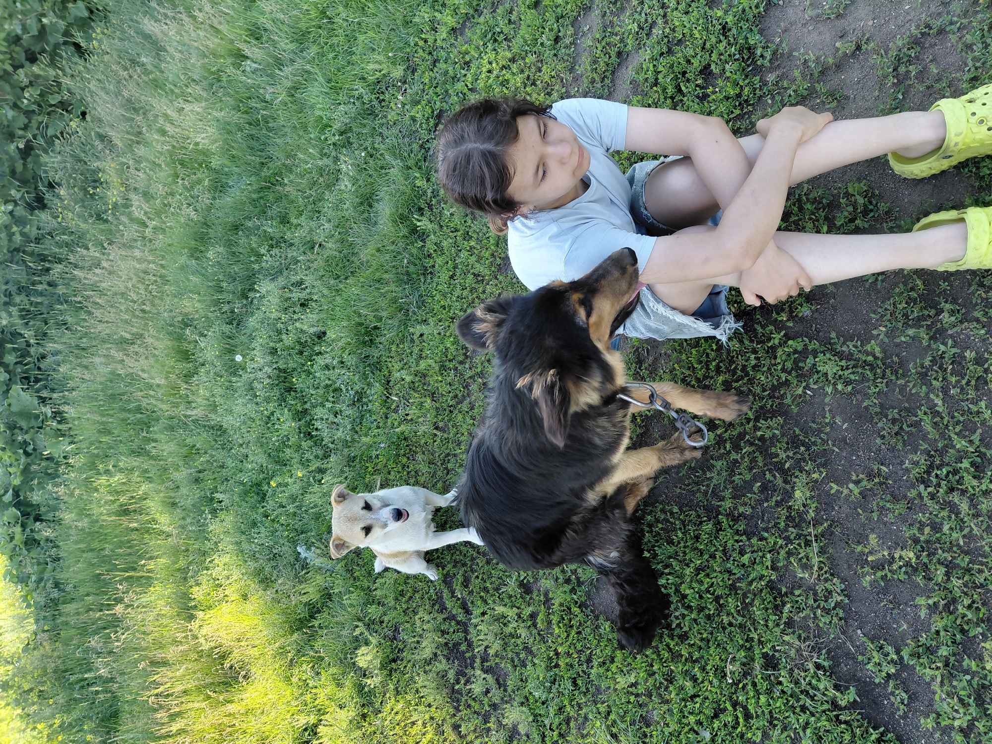 The media file depicts a young person sitting cross-legged on a grassy area with two dogs. The person, with dark hair, is wearing a light blue t-shirt and denim shorts, and yellow crocs. One dog is larger with dark and tan fur, sitting in front of the person, with its head close to the person's chin. A smaller, light-colored dog is sitting to the left of the larger dog, looking towards the camera with its mouth slightly open. The scene appears to be outdoors, likely a backyard or park, given the presence of grass and dirt. The lighting suggests it is daytime, possibly late afternoon or early evening, as the sun casts some shadows. The overall mood seems relaxed and peaceful, with the person and dogs seemingly enjoying each other's company. The background shows more grass and some greenery, hinting at a natural setting. There is no visible text in the image.
