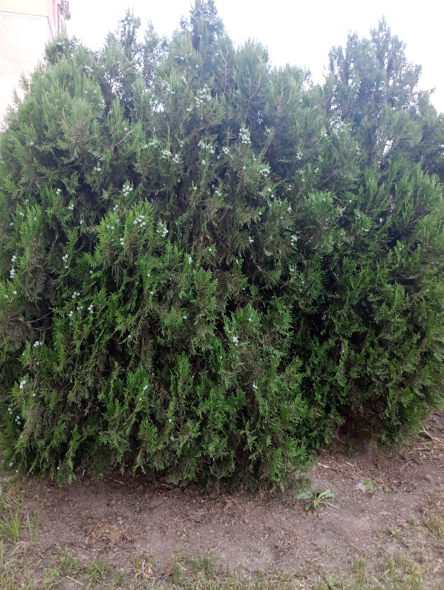 An outdoor, full-frame shot depicts a large, dense evergreen shrub, likely a Juniper or Cypress species, in Harmanli, Bulgaria. The shrub is lush green and features small, pale blue, berry-like cones scattered throughout its foliage. The ground in front of the shrub is a mix of dry soil, sparse grass, and some dead vegetation. In the upper left corner of the image, a portion of a building with an air conditioning unit is visible. The sky is overcast and bright. The scene appears to be captured during daylight hours, with no people or animals present.