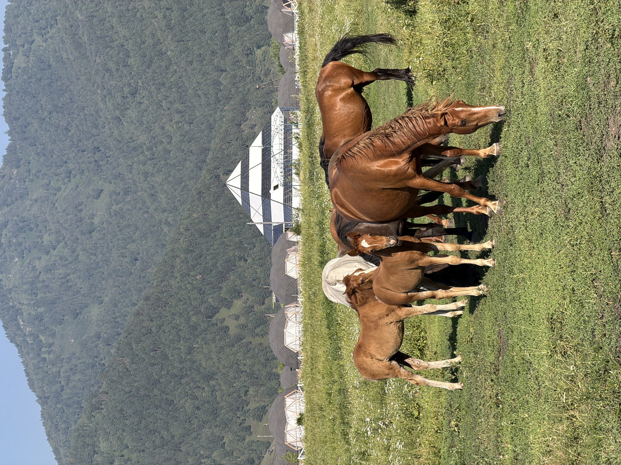 In Anos, Russia, a herd of horses grazes in a green meadow dotted with small white wildflowers. The herd includes several adult horses and at least two foals, all appearing to be in good health. In the background, a distinctive tiered, pyramid-shaped building with black and white stripes stands out. Beyond the building, several dome-shaped structures with dark roofs are visible, suggesting a resort or unique housing development. The entire scene is set against a backdrop of a large, forested mountain that rises steeply towards a clear blue sky. The lighting indicates it is daytime, with the sun casting shadows on the ground.