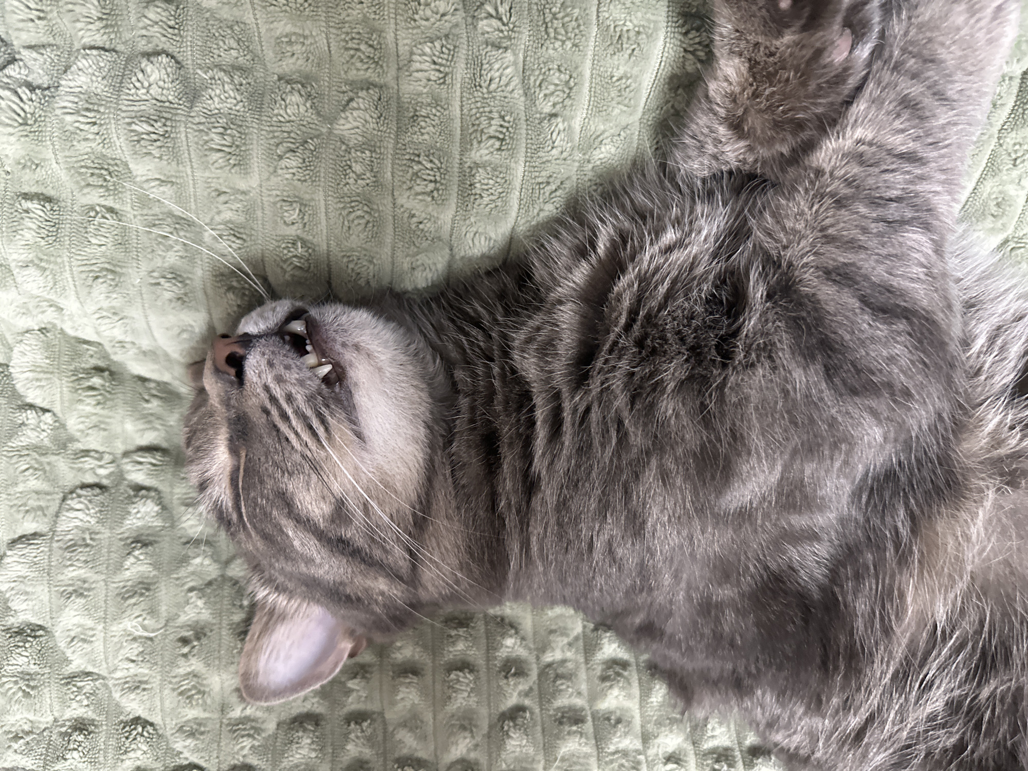 A grey tabby cat is lying on its back on a light green textured blanket or cushion. The cat's mouth is slightly open, revealing its teeth. The cat's fur appears thick and fluffy. The whiskers are long and white, and the visible ear is light pink. The background is the textured light green surface.
The city of Krasnoyarsk, Russia, cannot be verified as being present.