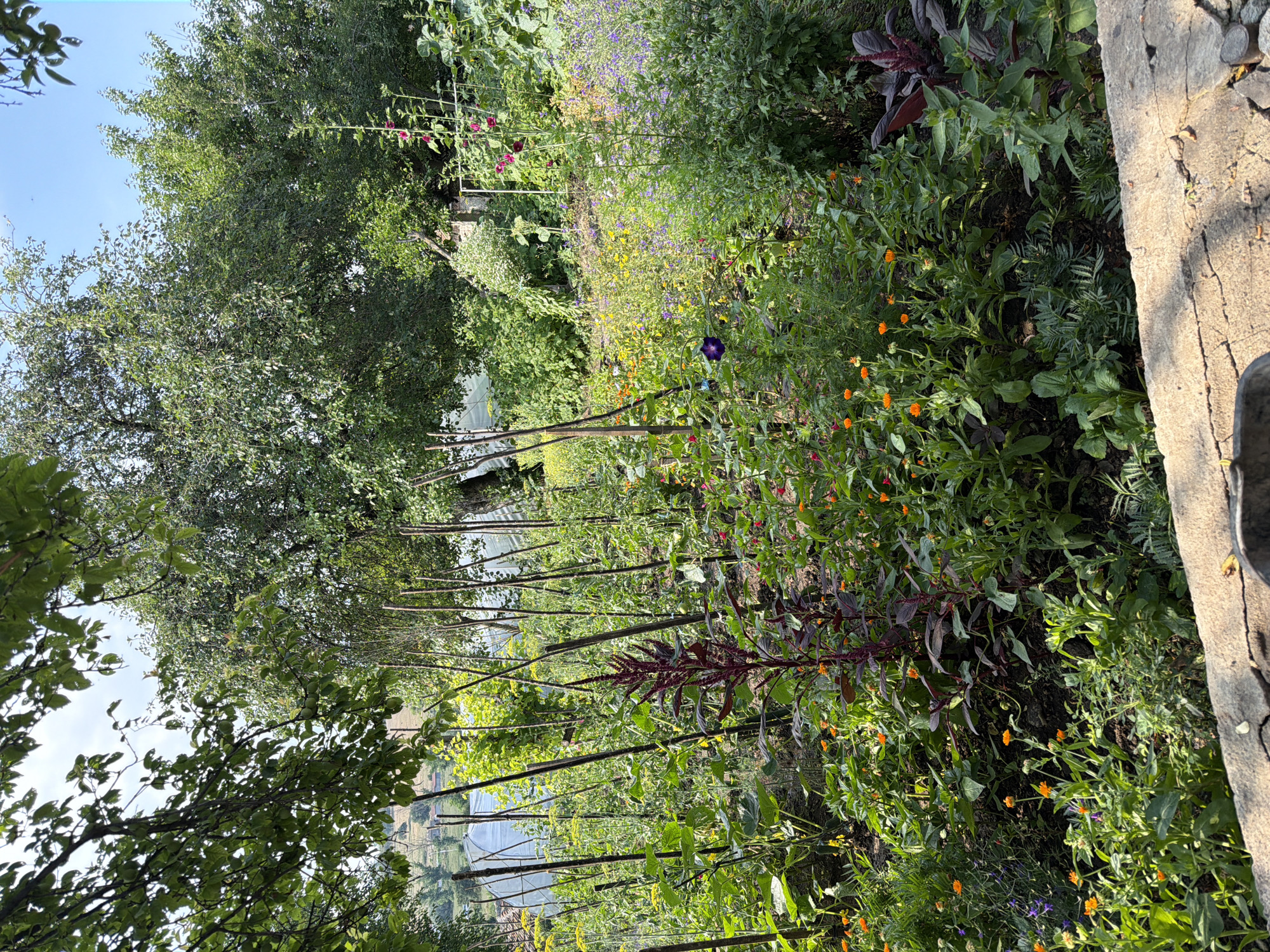 The image depicts a vibrant, overgrown garden bathed in the warm light of what appears to be late afternoon or early evening. The scene is teeming with lush greenery and a variety of flowering plants. Prominent among them are clusters of bright orange calendula flowers and some purple morning glories. A tall, deep red-leafed plant, possibly an ornamental amaranth, stands out with its striking color. The garden is supported by numerous vertical stakes, suggesting an effort to manage the growth of climbing plants or to provide support for taller varieties.
In the background, a body of water is visible, reflecting the sky and surrounding vegetation. Beyond the water, there are glimpses of structures covered with what looks like agricultural netting or greenhouses, hinting at a rural or semi-rural setting. The overall impression is one of abundance and untamed natural beauty, a sense of a productive but slightly wild garden. The sunlight casts long shadows and highlights the textures of the leaves and flowers, contributing to a serene and peaceful atmosphere. The texture of a rough, weathered wooden or concrete structure is visible along the right edge of the frame, possibly a pathway or border. There is no visible text in the image.