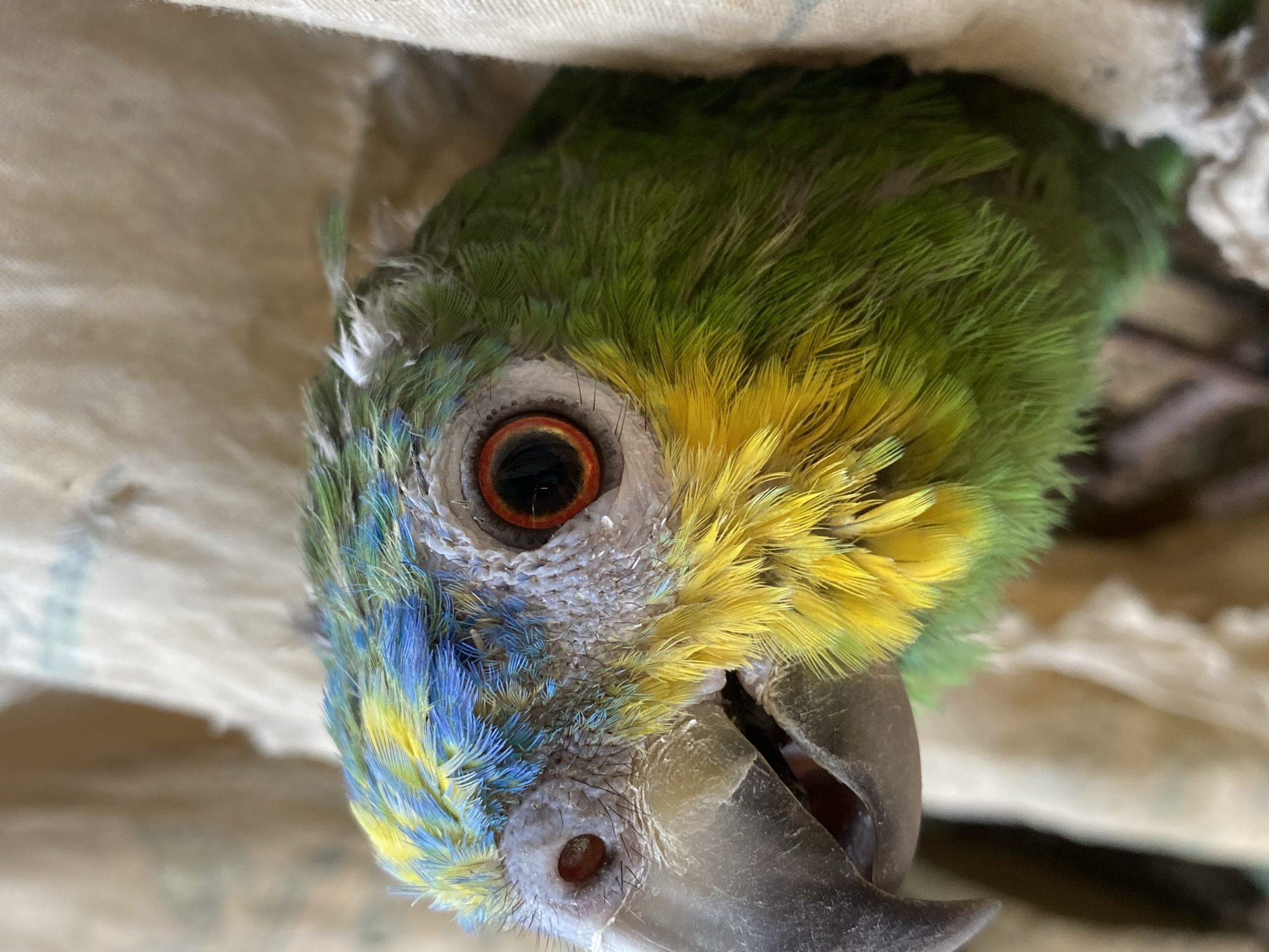 A close-up shot depicts the head of a parrot, specifically an Amazon parrot, positioned against a light-colored, textured background, possibly a cloth. The parrot's plumage displays a vibrant mix of green, yellow, and blue feathers. Its eye, with a reddish-orange iris, is prominent. The parrot's beak is visible and slightly open. No people or other discernible objects are in the frame. There is no information available in this image about the location in Tinaquillo, Venezuela.