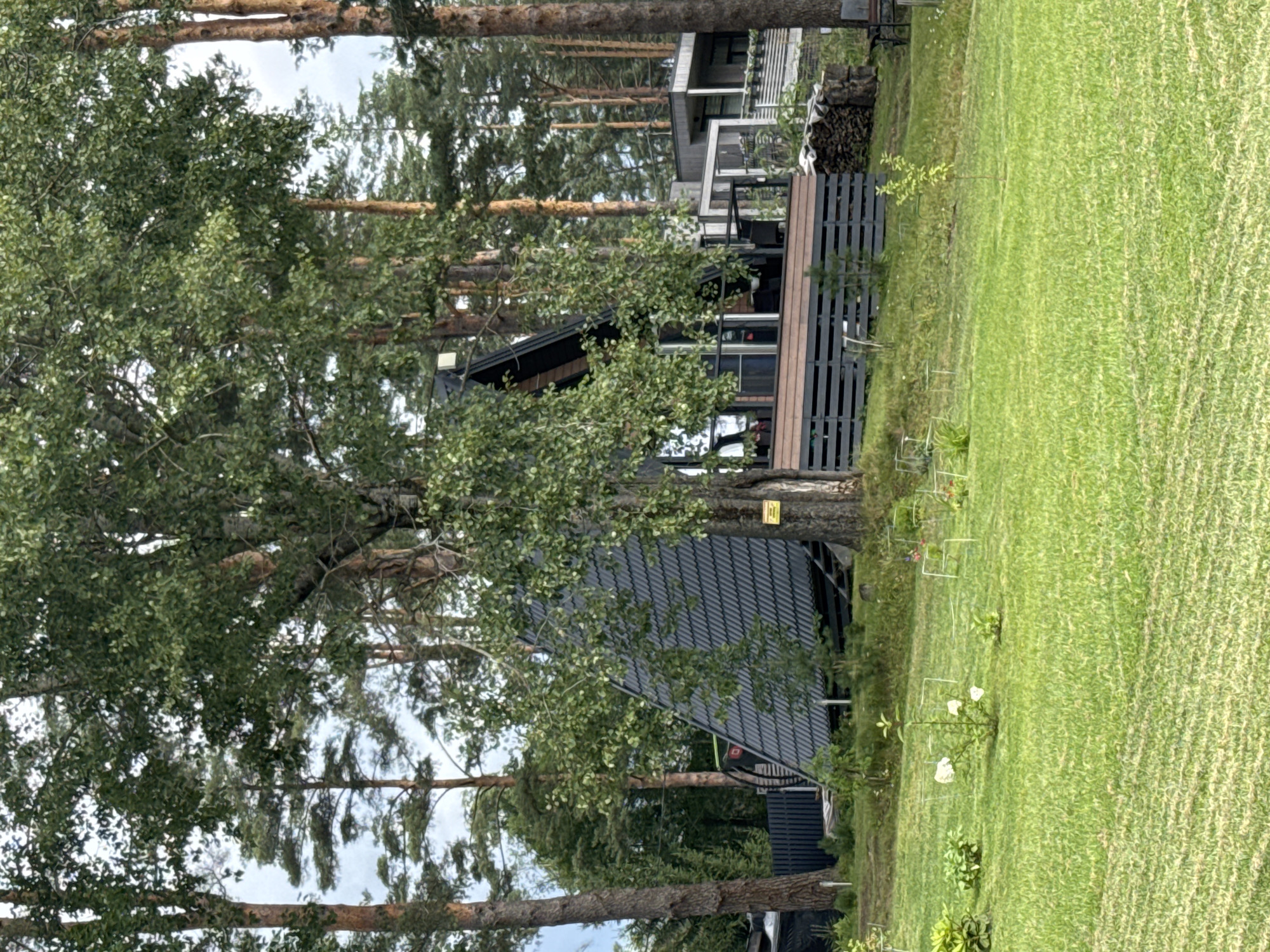 This is an outdoor, eye-level, medium shot of a modern A-frame house situated within a wooded area, likely in Mars, Russia. The house has a dark grey, angled roof and a wooden deck surrounding part of its base. A large tree with green foliage is positioned in front of the house, partially obscuring its view. In the foreground, a meticulously maintained green lawn stretches out, with several small, young trees and shrubs scattered across it, some enclosed by protective wire cages. The background is filled with tall pine trees and other vegetation, suggesting a natural, somewhat secluded setting. The sky appears overcast, with diffused light. No people are visible in the scene.