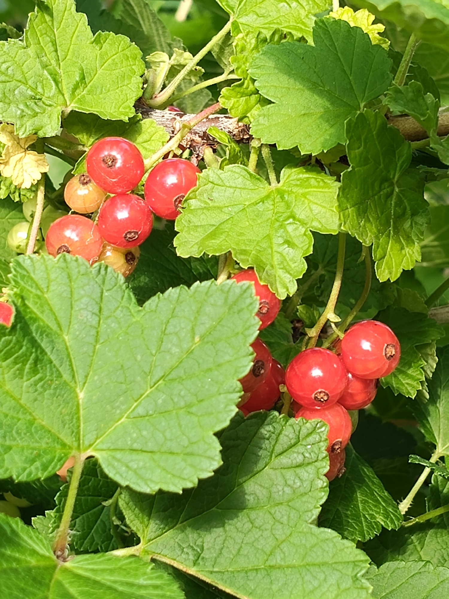 The image shows a close-up view of red currants on a bush. Several ripe red berries are visible, along with some unripe green and yellow berries. The berries are clustered together on stems, surrounded by lush green leaves. The leaves are broad with serrated edges and prominent veins. Some parts of the bush are in shadow, while others are illuminated by sunlight, creating highlights and contrasts. The background is blurred, suggesting a shallow depth of field. The image does not depict any people, structures, or urban elements. It is a natural scene focusing on the fruit and foliage of a currant bush. The location in Венюково, Russia is not visually discernible from the image itself.
