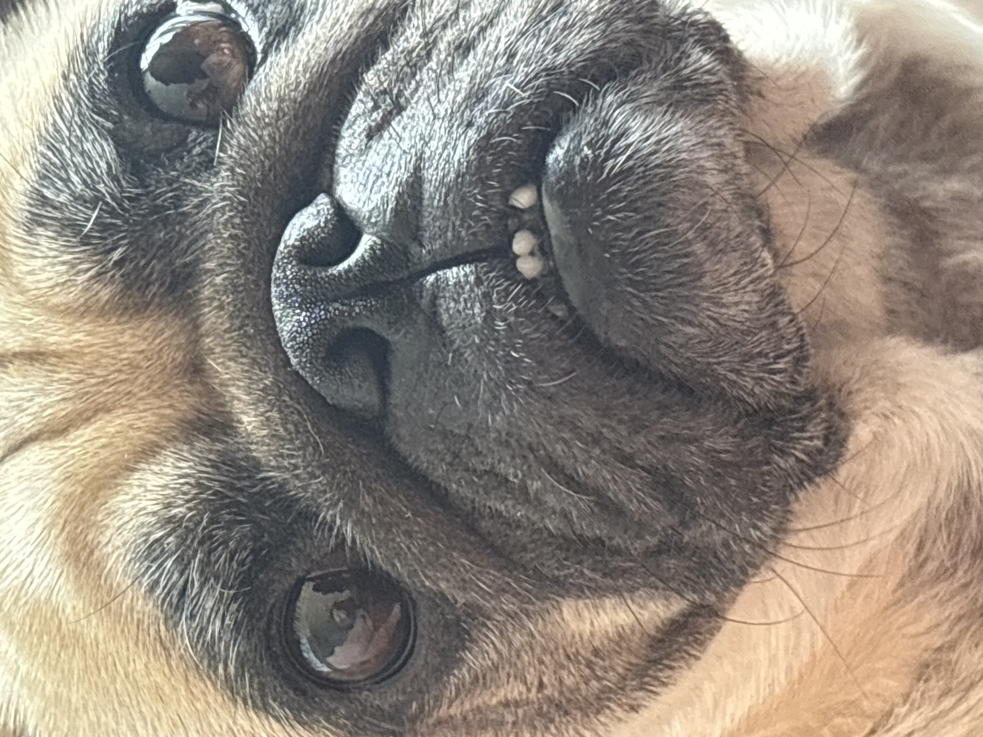 This is a close-up, head-on, vertical shot of a pug's face. The dog has tan fur on its forehead and lighter tan fur on its cheeks, contrasting with its dark grey facial mask, nose, and ears. Its eyes are dark brown and round, reflecting some light. The pug's nose is broad and black with prominent nostrils. Its mouth is slightly open, revealing a few small, irregularly shaped teeth. The texture of the fur is visible, with short, dense hairs. The lighting suggests it is indoors, possibly in a home environment. There is no indication of the location being the city of Sochi, Russia.