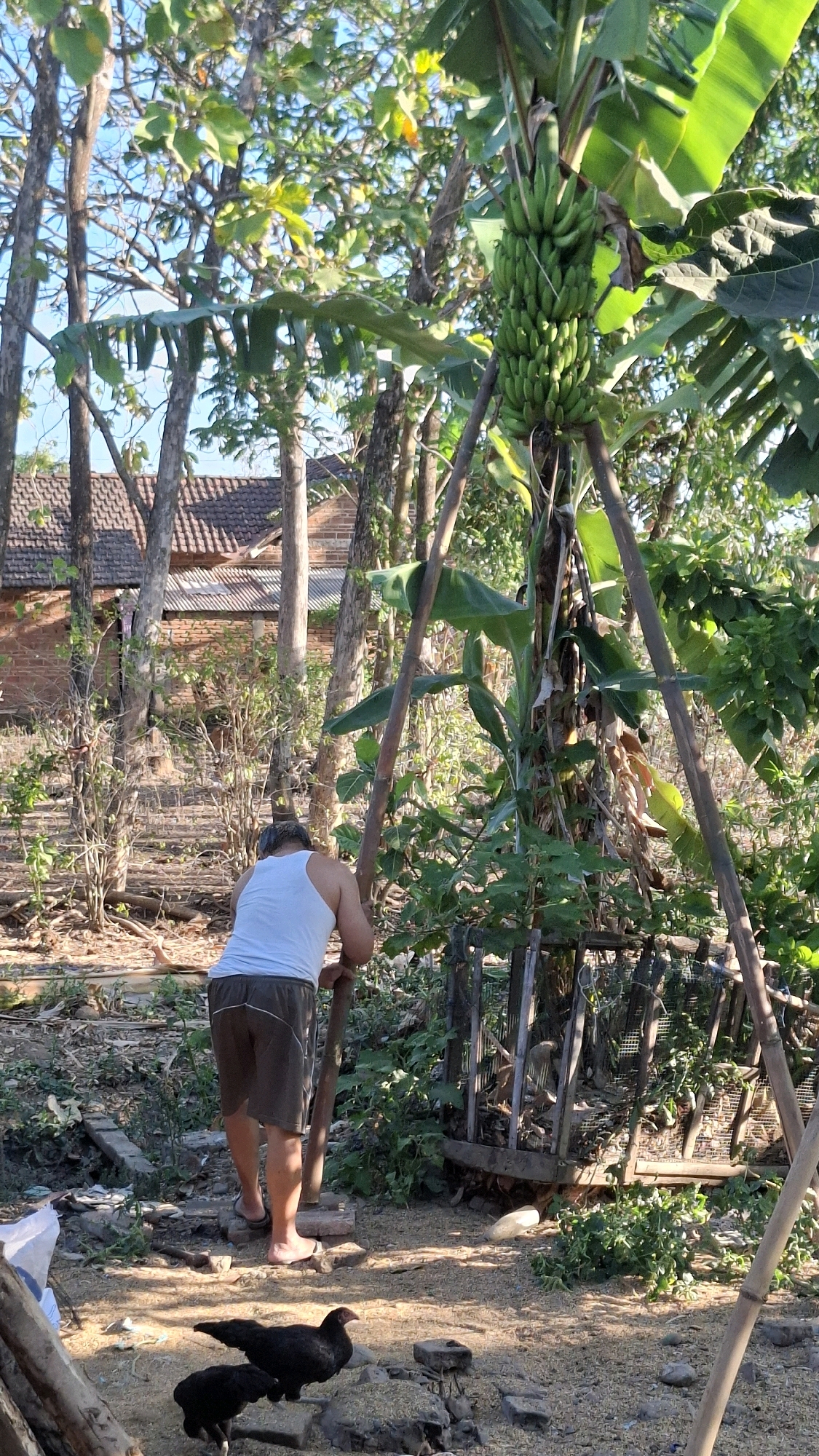 A person wearing a white tank top and brown shorts stands in a dirt yard, holding a wooden pole. Two black chickens are on the ground in front of the person. Behind the person is a banana tree with a bunch of green bananas. The scene is outdoors with trees and foliage, and a brick building with a tiled roof is visible in the background. The image was taken in the city of Semanding, Indonesia.