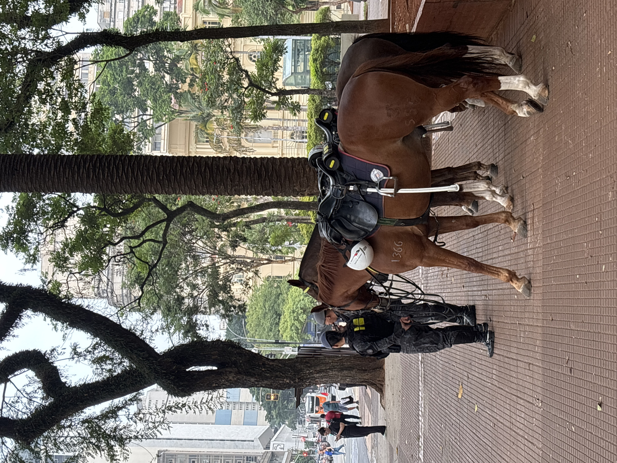 This vertical image depicts a scene with two mounted police officers and their horses in an urban setting in São Paulo, Brazil. The primary subjects are two brown horses standing on a paved walkway, possibly made of reddish-brown textured tiles. Both horses are fitted with saddles and bridles; one horse has a white riding helmet resting on its saddle. The number "1366" is visibly marked on the flank of this horse.
Two police officers in dark, tactical-style uniforms, including vests and tall boots, are standing alongside their horses. One officer is partially visible from the waist down, holding a lead. The other officer stands near the head of the horse marked "1366." The activity suggests a routine police patrol or a temporary stop.
The background features a bustling cityscape. Large, mature trees with thick, gnarled trunks and extensive canopies line the walkway, providing significant shade. Beyond the trees, various buildings are visible, ranging from older structures with light-colored, classical architectural elements to more modern, multi-story constructions. In the distance, several pedestrians are seen walking, along with a white vehicle and traffic lights, indicating a busy street.
The time of day appears to be daytime, with soft, diffused lighting that suggests an overcast sky or a period without direct, harsh sunlight. The horses and officers appear calm and composed. The most distinct visible text in the image is the number "1366" on the side of one of the horses.
