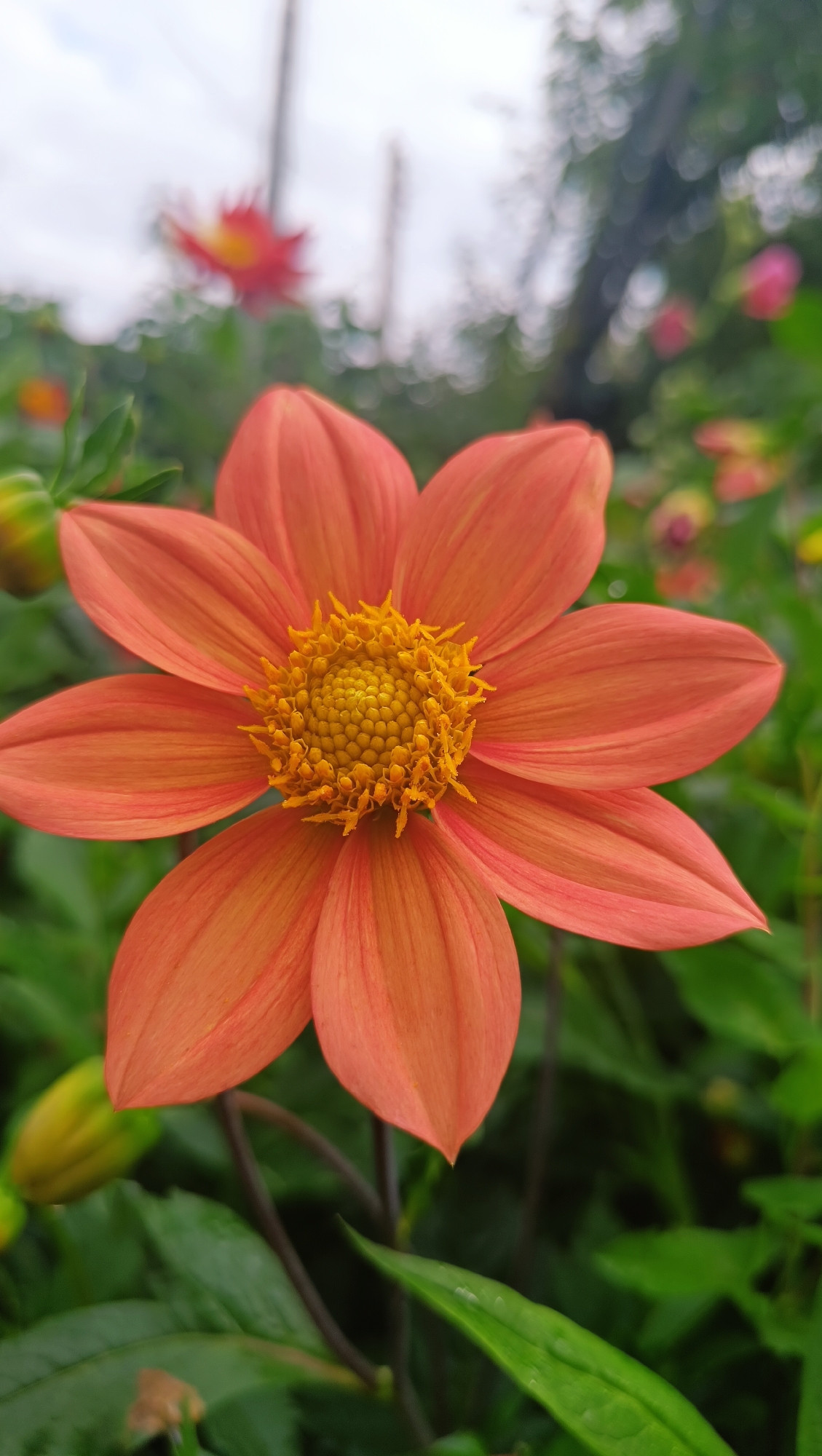 The image shows a close-up of an orange dahlia flower in bloom. The flower has delicate, pointed petals and a bright yellow center with numerous small florets. The background is softly blurred, showing green foliage and hints of other flowers, including a reddish-orange dahlia in the distance. The lighting suggests an overcast day. The scene is set in a garden. There is no indication of the specific location within Karsha, Russia.