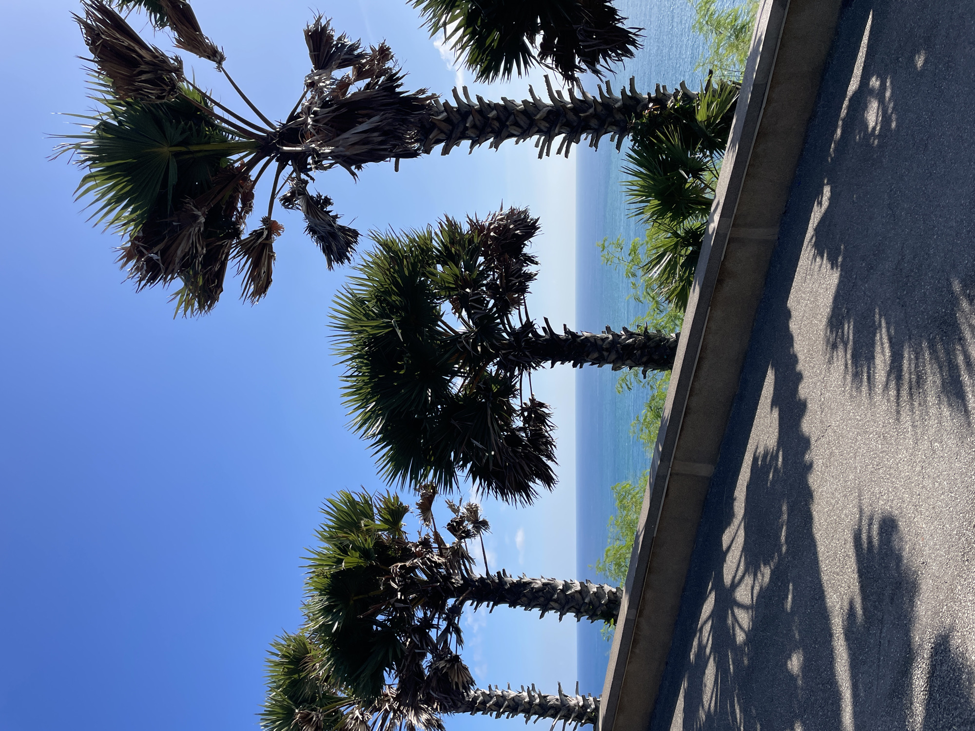 A sunny day in Rawai, Thailand, features a row of palm trees along a pathway with a concrete wall. The ocean is visible in the background, with clear blue skies above. The palm trees are tall and slender, with fronds casting shadows on the asphalt pathway. The pathway slopes downwards towards the ocean. There are no people or animals visible in the image.