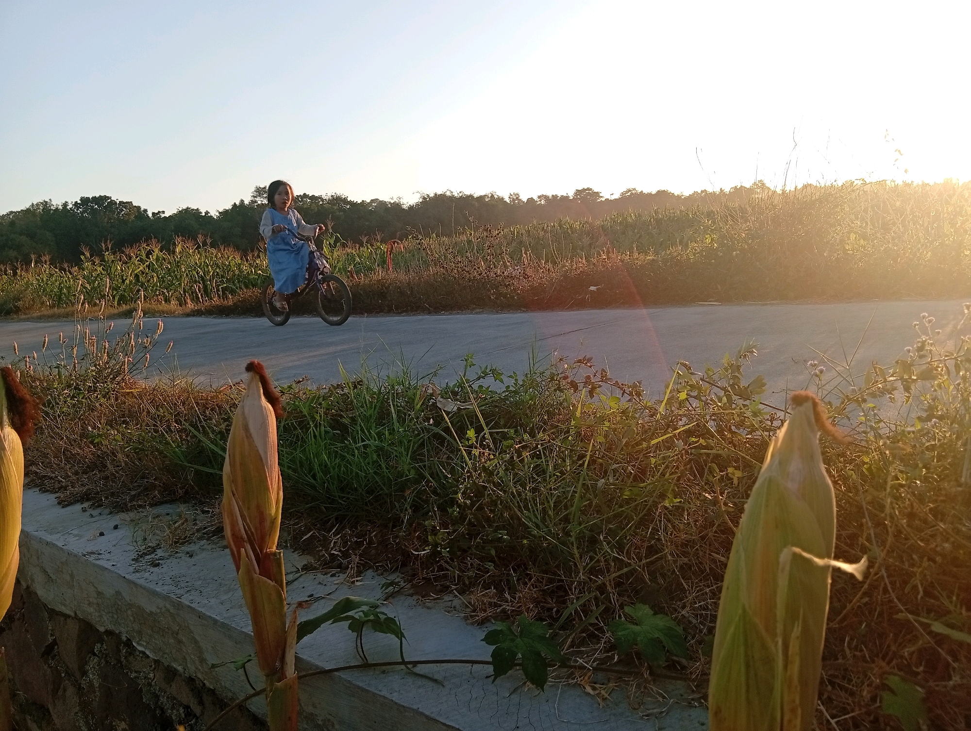 In Miritpetikusan, Indonesia, at the golden hour, a young girl rides a bicycle on a paved road adjacent to a cornfield. The sun, low in the sky, casts a warm glow over the scene, creating lens flare and illuminating the right side of the image. The girl, wearing a blue dress and a white shirt, appears to be moving from left to right. The corn stalks are tall and green, with some brown tassels visible. The road is bordered by a ditch filled with dry grass and green weeds. In the foreground, two corn cobs are visible on the left, one partially obscured. The overall atmosphere is serene, suggesting a peaceful rural setting.