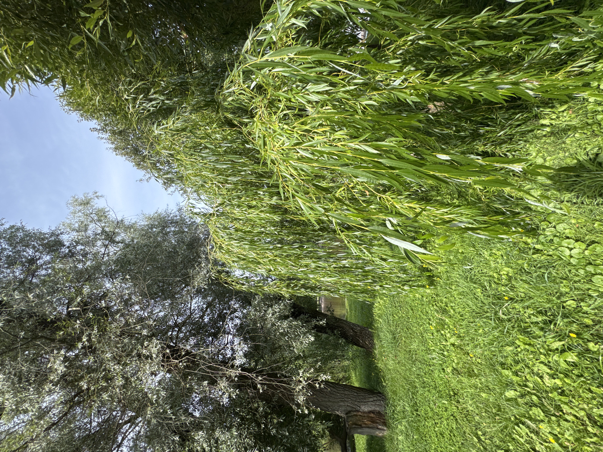 The image depicts a natural scene with lush greenery and trees, likely taken outdoors on a sunny day. In the foreground, a weeping willow tree with long, cascading branches and vibrant green leaves dominates the right side of the frame. To the left, a larger tree with silvery-green leaves and a thick, gnarled trunk stands prominently. The ground is covered in thick green grass, interspersed with small yellow wildflowers and other low-lying green plants. In the background, a body of water, possibly a river or lake, is visible, reflecting the blue sky. The overall impression is one of a peaceful, park-like environment. This scene is consistent with the natural beauty found in Sestroretsk, Russia, a resort town known for its beaches, parks, and the Sestroretsk Reservoir, which could be the body of water depicted. No people or specific objects indicative of a particular activity are visible.