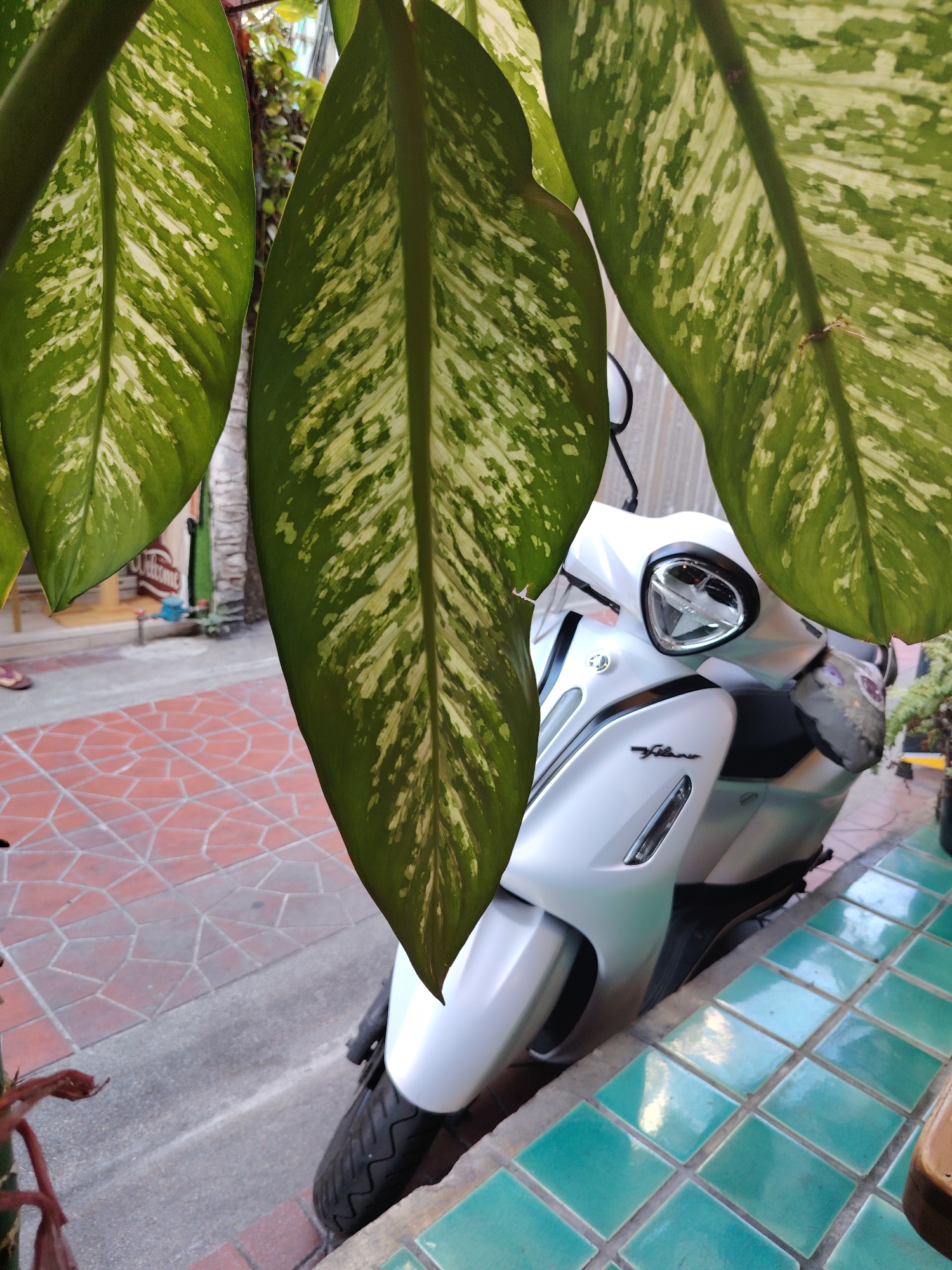 The image shows a white Yamaha Filano scooter parked on a sidewalk in Bangkok, Thailand. The scooter is partially obscured by three large, green and white variegated leaves of a Dieffenbachia plant hanging in front of it. The sidewalk is made of gray concrete with sections of red brick and green ceramic tiles. In the background, a building with a "Welcome" sign is visible. A pair of slippers are seen on the floor near the building.
