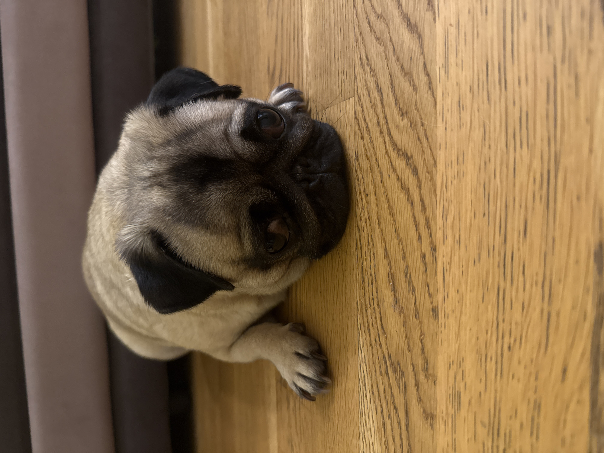 A fawn-colored pug puppy is lying on its stomach on a light brown wooden floor. The puppy is facing forward and slightly down, with its head resting on the floor. Its ears are black, and it has dark eyes and a black muzzle. Its paws are visible in front of it. In the background, out of focus, is a dark grey object, possibly furniture. The scene appears to be indoors in an unknown city.