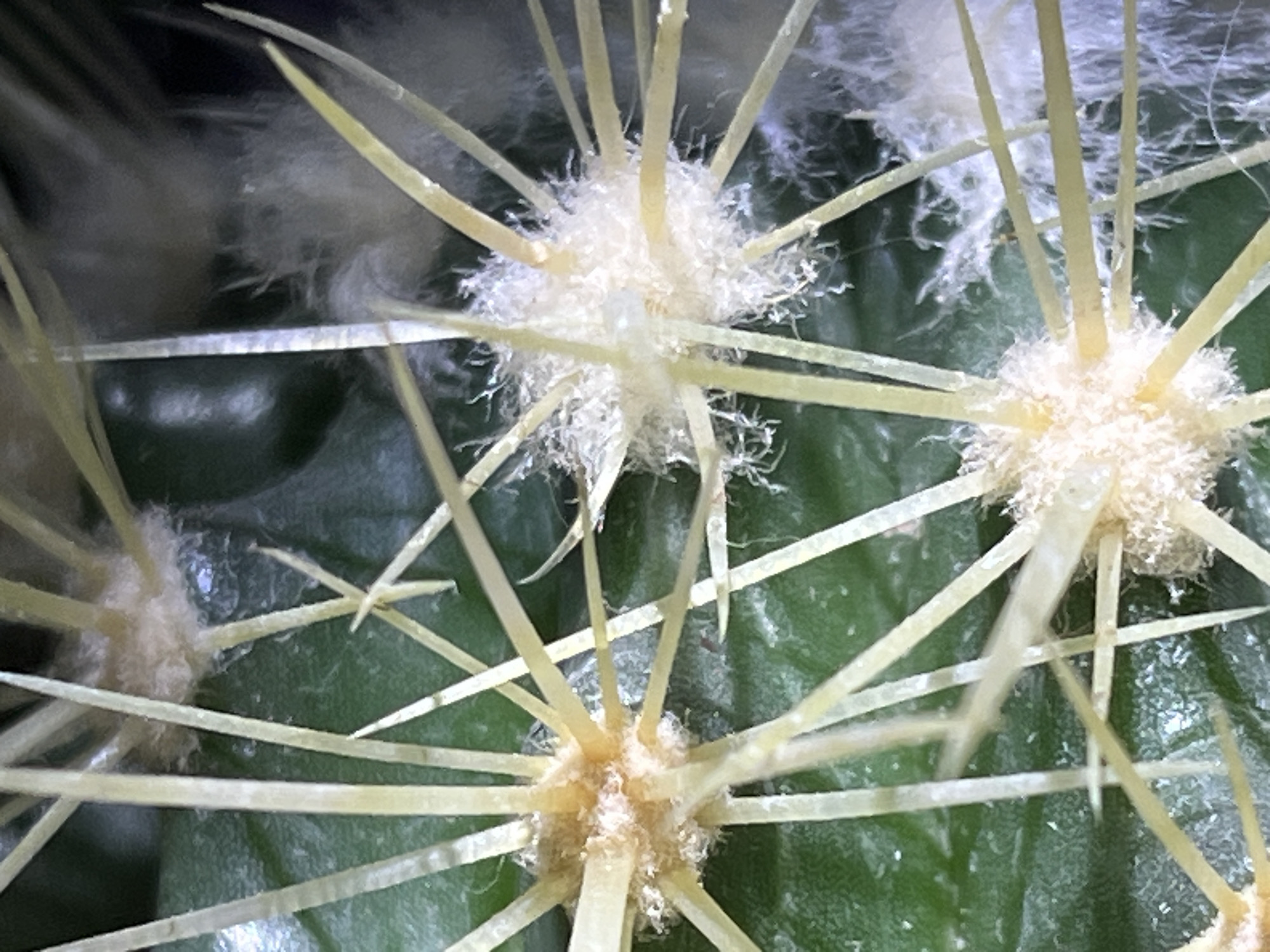 The image is a close-up, macro photograph of a cactus with prominent spines and fuzzy white areoles. The background is a dark green, textured surface, likely the body of the cactus, with some areas appearing shiny and others matte. The spines are thin, sharp, and yellowish-white, radiating outwards from several distinct points on the cactus. Each radiating point, or areole, is covered in a dense cluster of fine, white, hair-like filaments. The focus is sharp on the spines and areoles, while the background is slightly blurred, emphasizing the intricate details of the cactus's surface. The lighting highlights the textures of the spines and fuzz. There are no people or any indication of a specific urban environment; the image is solely focused on the botanical subject. The location in Krasnyye Barrikady, Russia, is not discernible from the visual information presented in the image.
