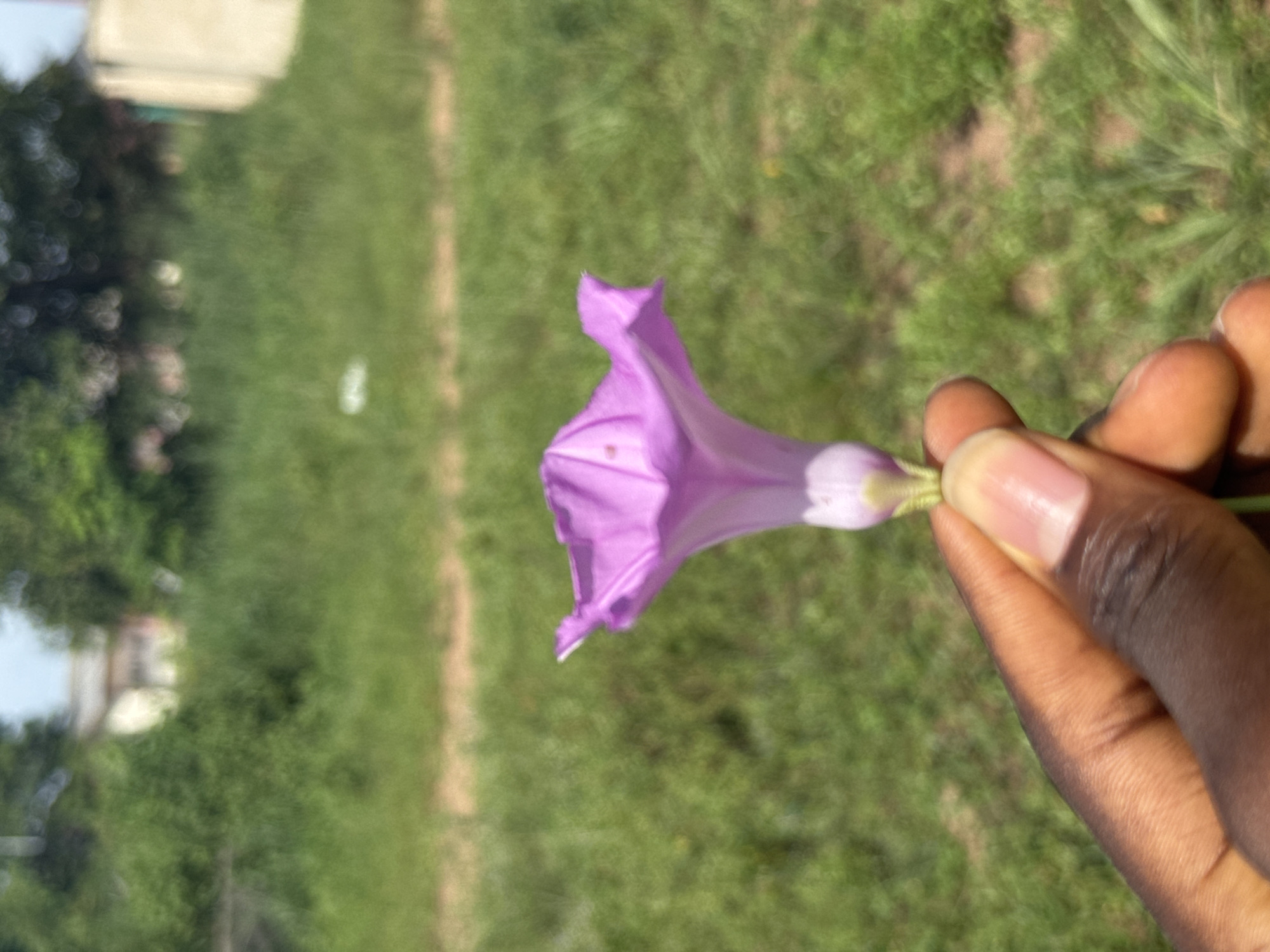 The image, taken in Ihiagwa, Nigeria, is a close-up, horizontally oriented shot of a dark-skinned hand gently holding a trumpet-shaped flower. The flower is a vibrant purple or lavender, transitioning to a lighter, almost white hue at its base. The petals exhibit faint vein patterns, suggesting a species like a morning glory, and the bloom appears fresh. The hand grasps the flower's green stem between the thumb and forefinger, with other fingers slightly curled. The fingernails are well-maintained, exhibiting a natural shine or light polish.
The background is significantly blurred, creating a shallow depth of field that keeps the hand and flower in sharp focus. This bokeh effect reveals an outdoor, natural setting dominated by lush green grass. In the distant, out-of-focus background, there are hints of dense green foliage from trees or bushes, and a light-colored building or structure is partially visible in the upper left quadrant. A distinct, narrow dirt path or bare strip of ground extends vertically along the right side of the blurred background.
The scene is brightly lit, indicating it was captured during daylight hours, with clear illumination highlighting the details of the flower and hand. There is no visible text within the image. The photograph captures a simple, serene interaction between a human and nature, set against a verdant, open landscape.